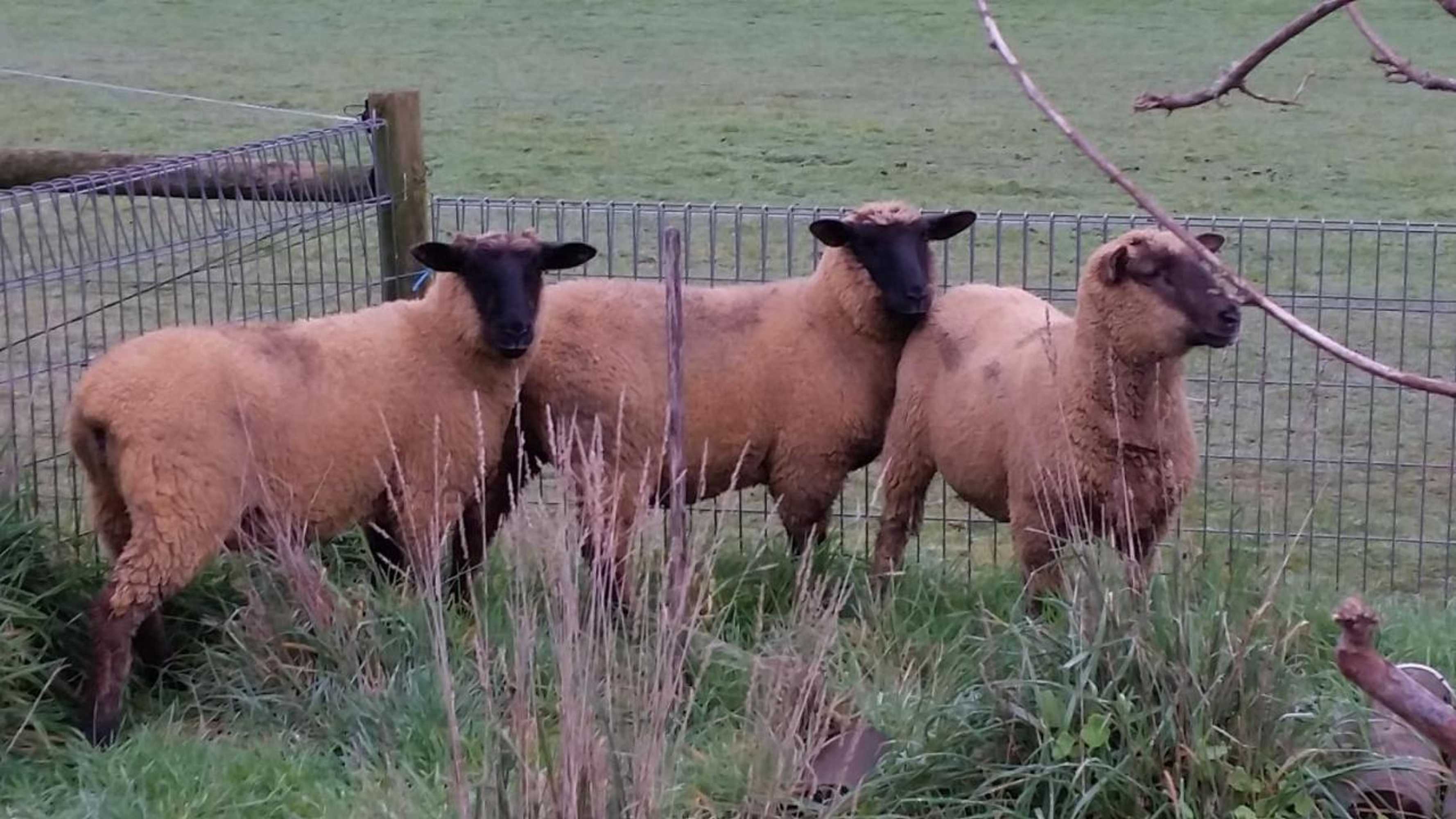 Gift card for Heavenly Farm B & B Tasmania