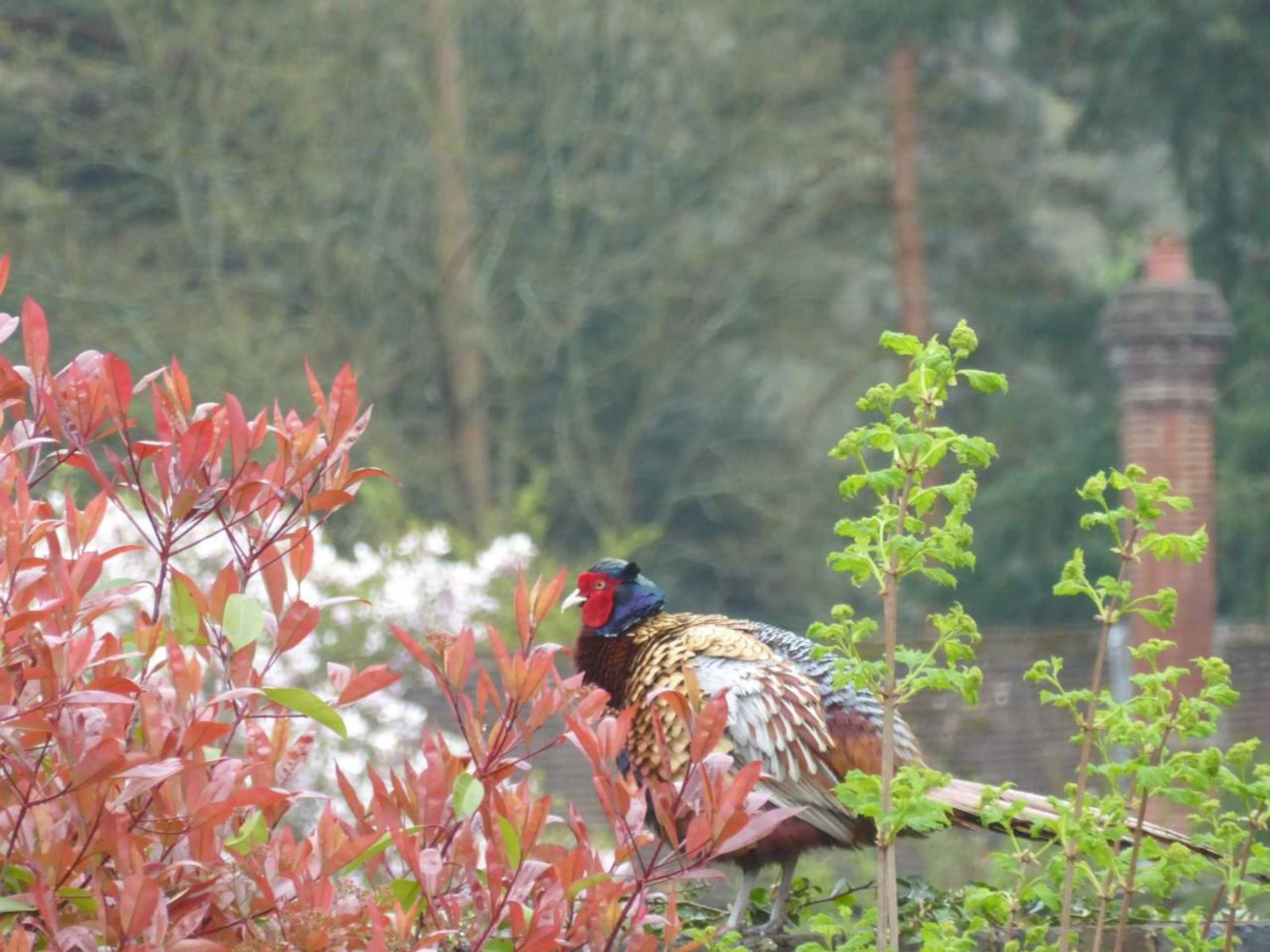 Gift card for Orchard Paddocks