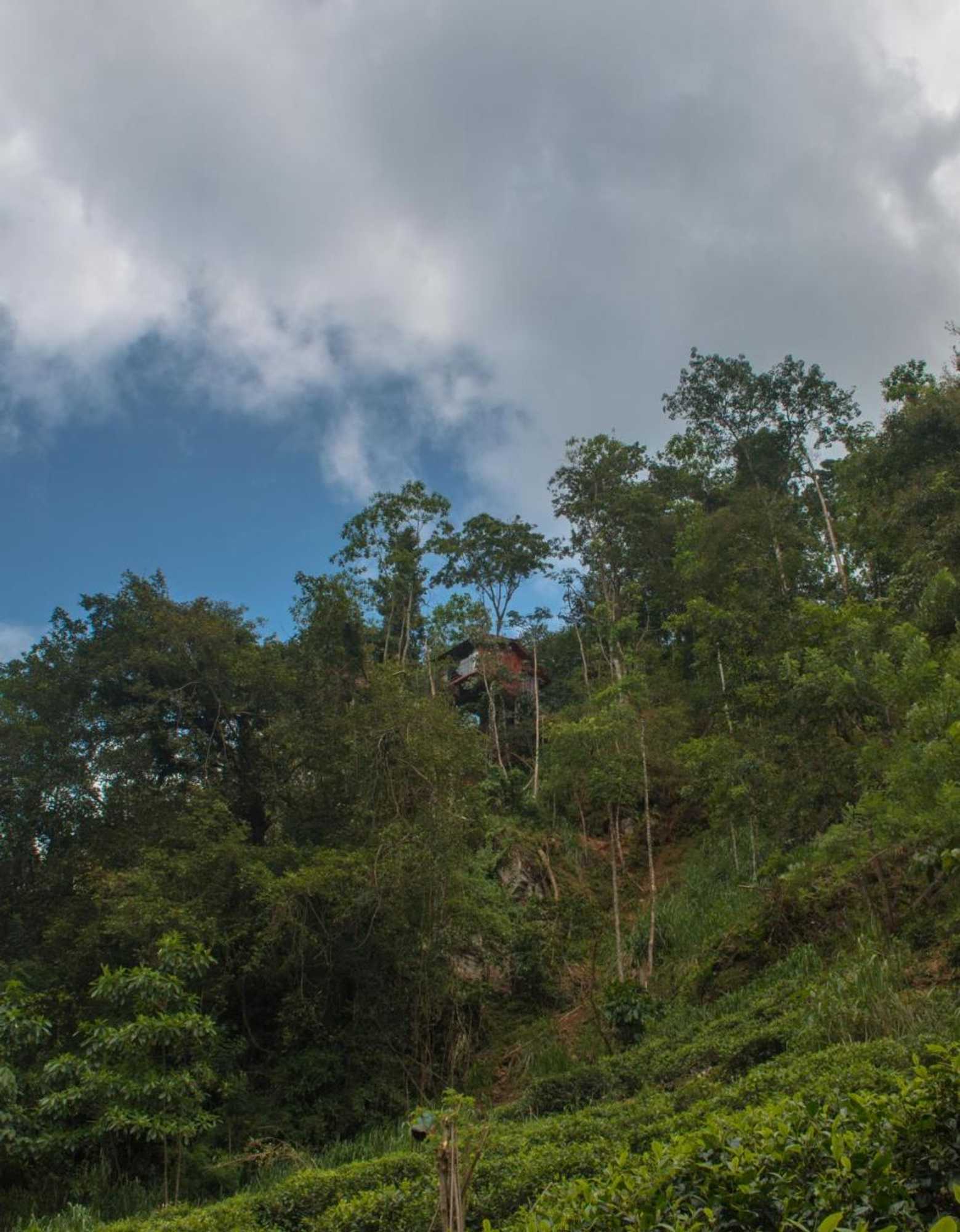 Gift card for Tree Houses by Jungle River