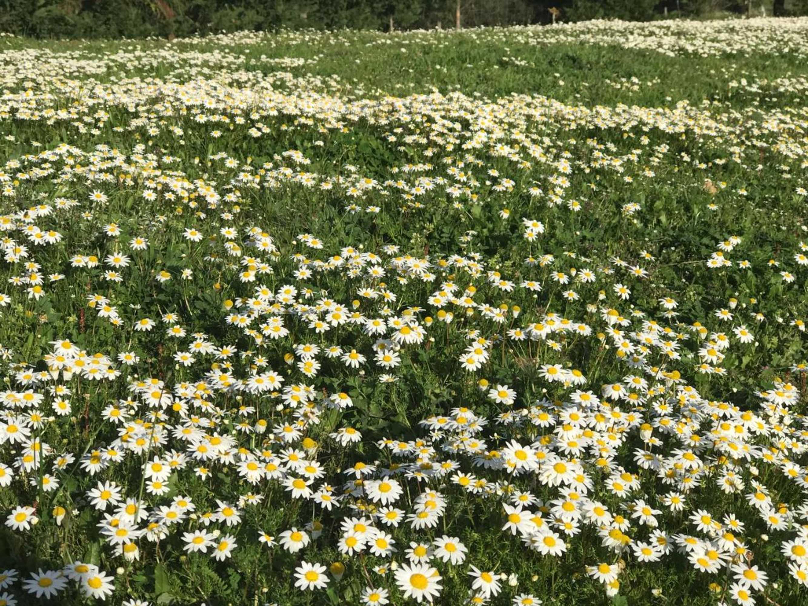 Gift card for Monte Das Texugueiras - Adults Only