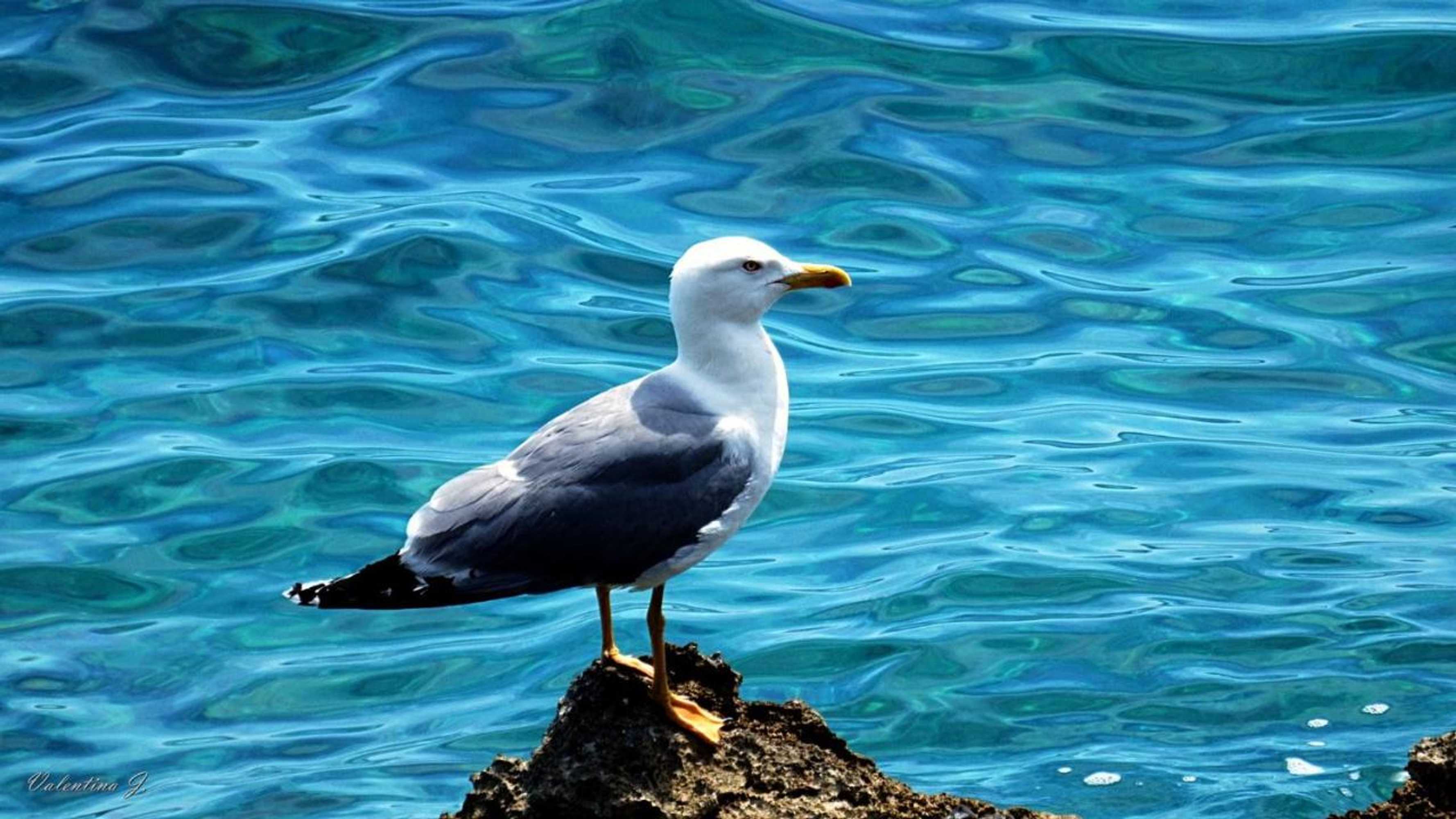 Gift card for Villa Blanka