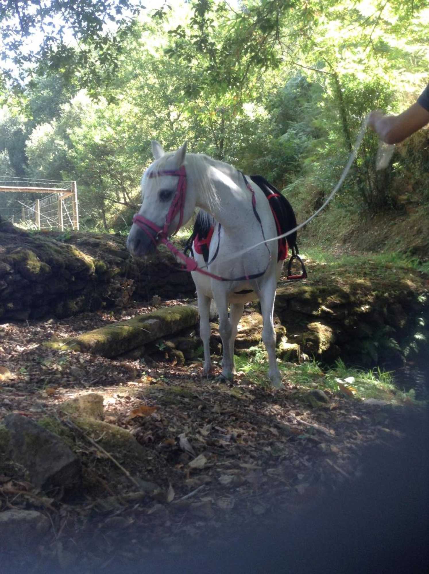 Gift card for Saberamar Little Country