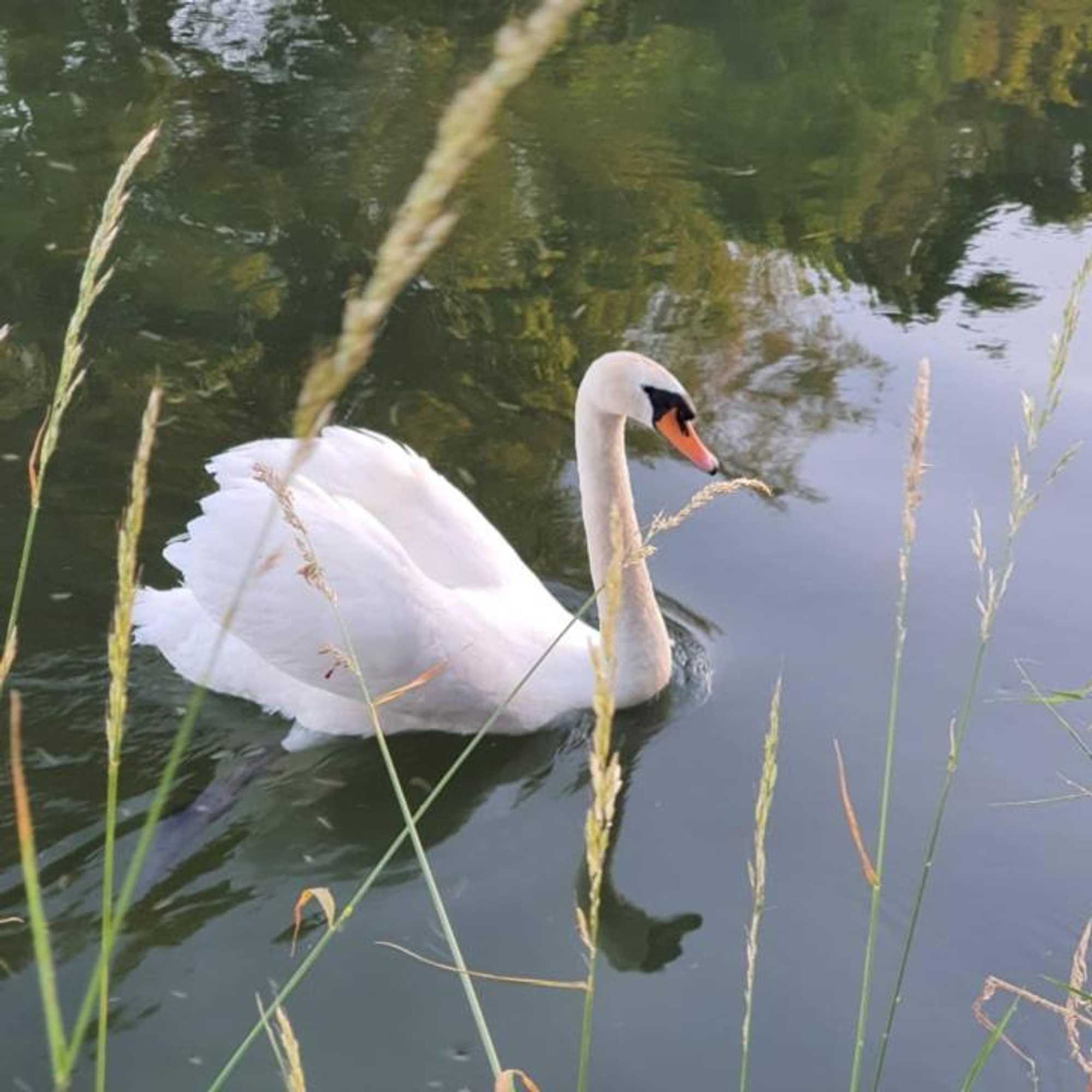 Gift card for De Vliegende Vlinder