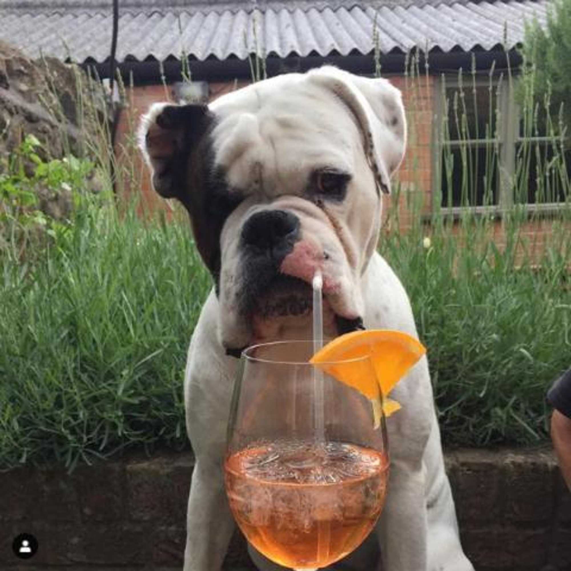 Gift card for The Plume of Feathers