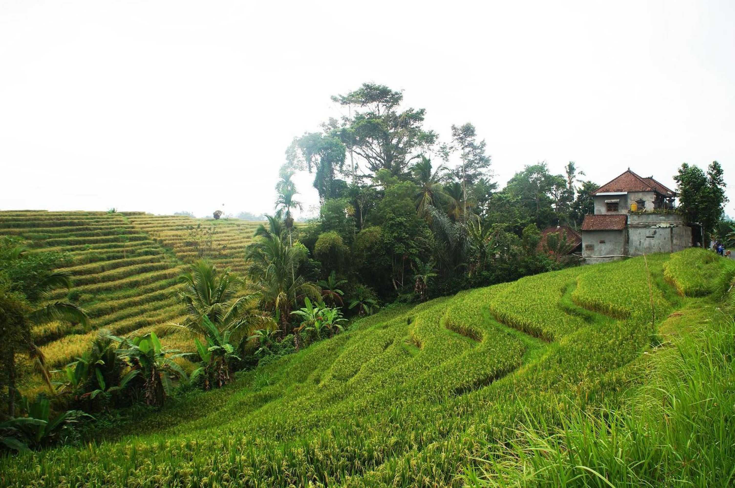 Gift card for Yeh Panes Bali Gift card for Yeh Panes Bali