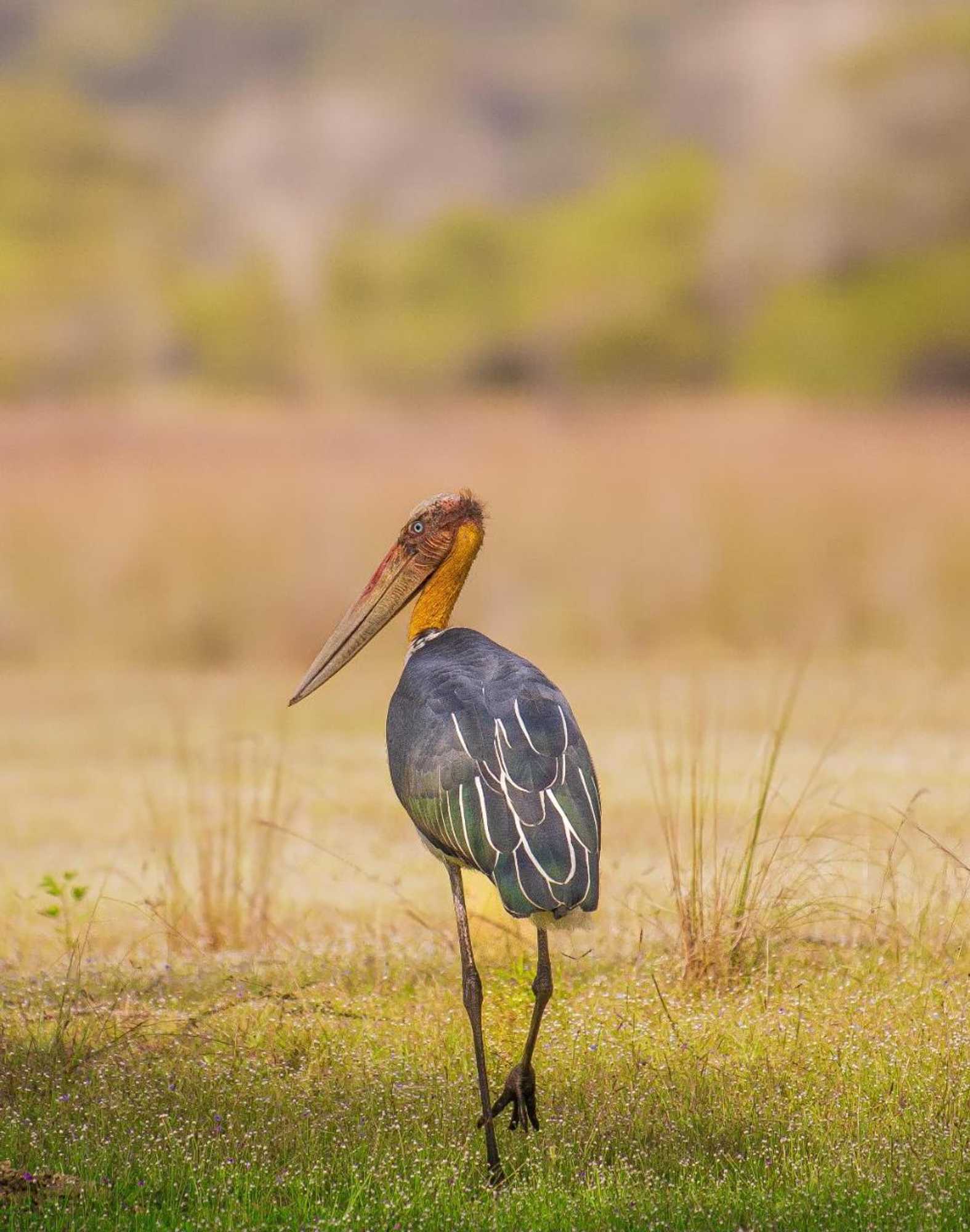 Gift card for Wilpattu National Park Forest Buma Lodge