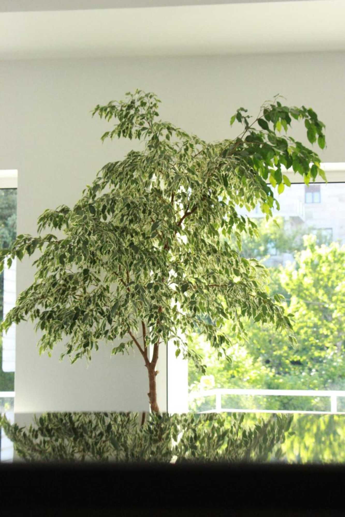 Gift card for Hotel Europa