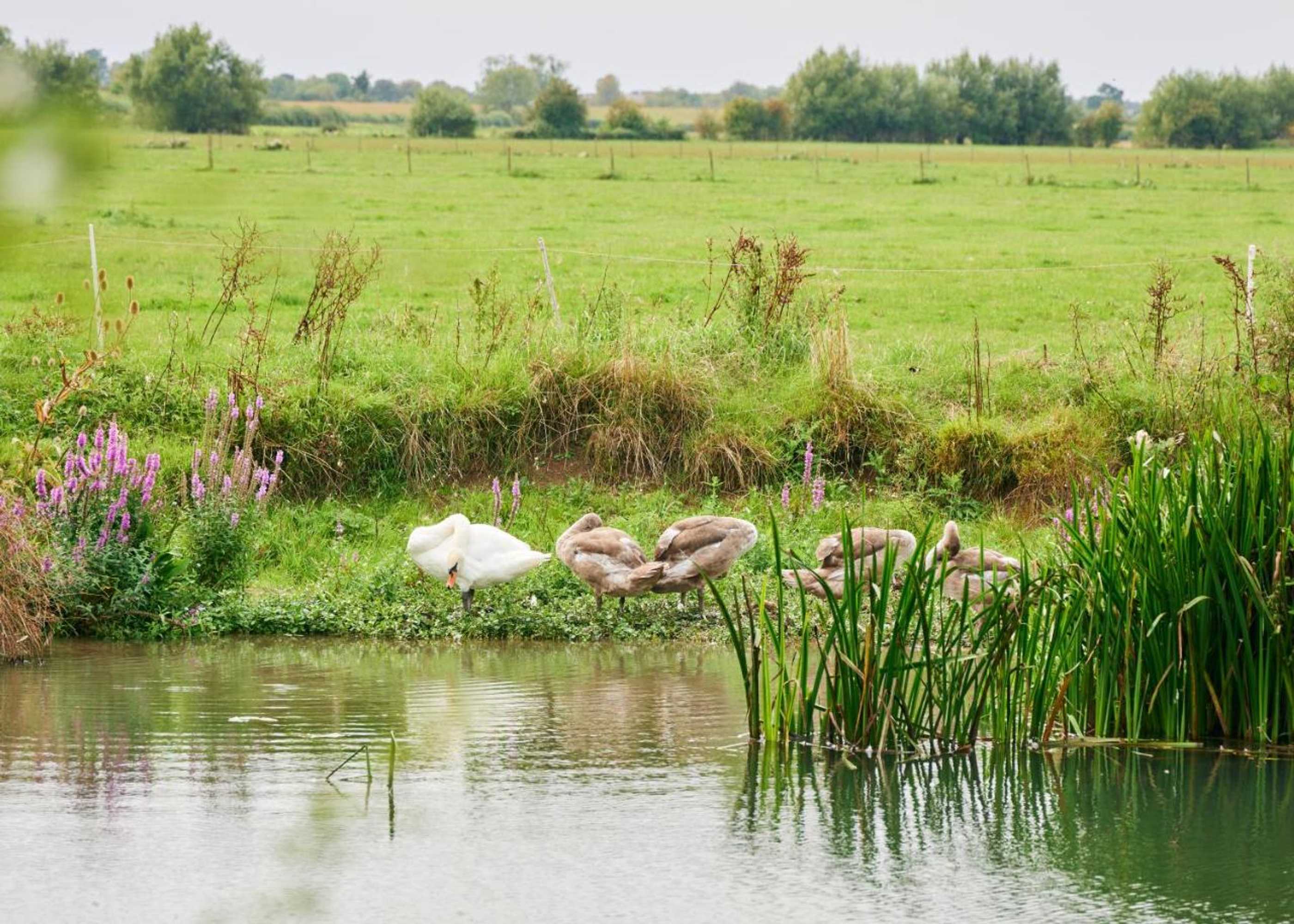 Gift card for The Plough Inn