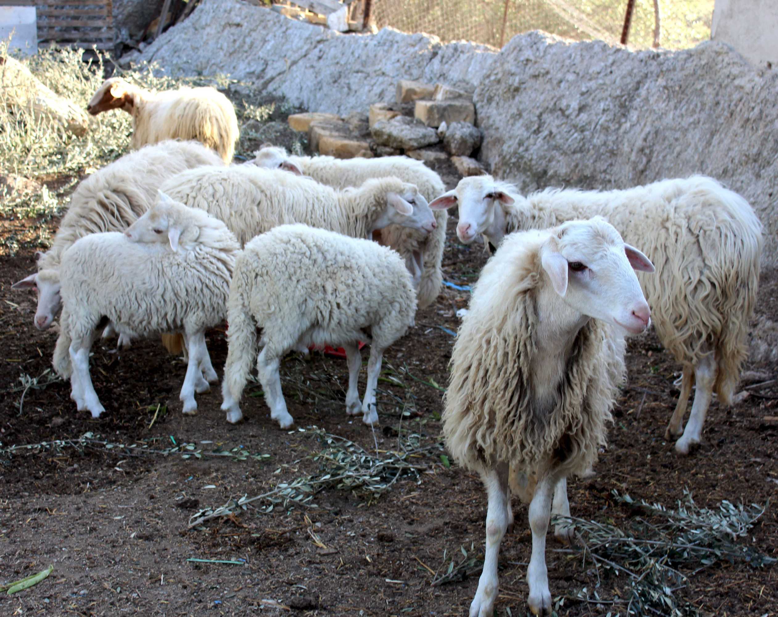 Gift card for Agriturismo La Casa di Bacco