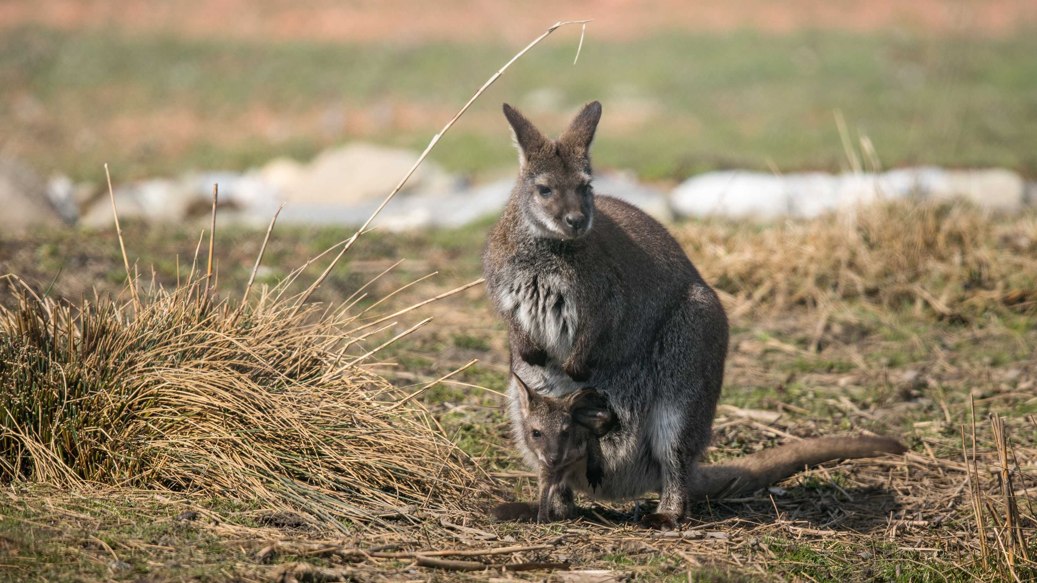 Gift card for Steigmatt Bauernhof - Erlebnis
