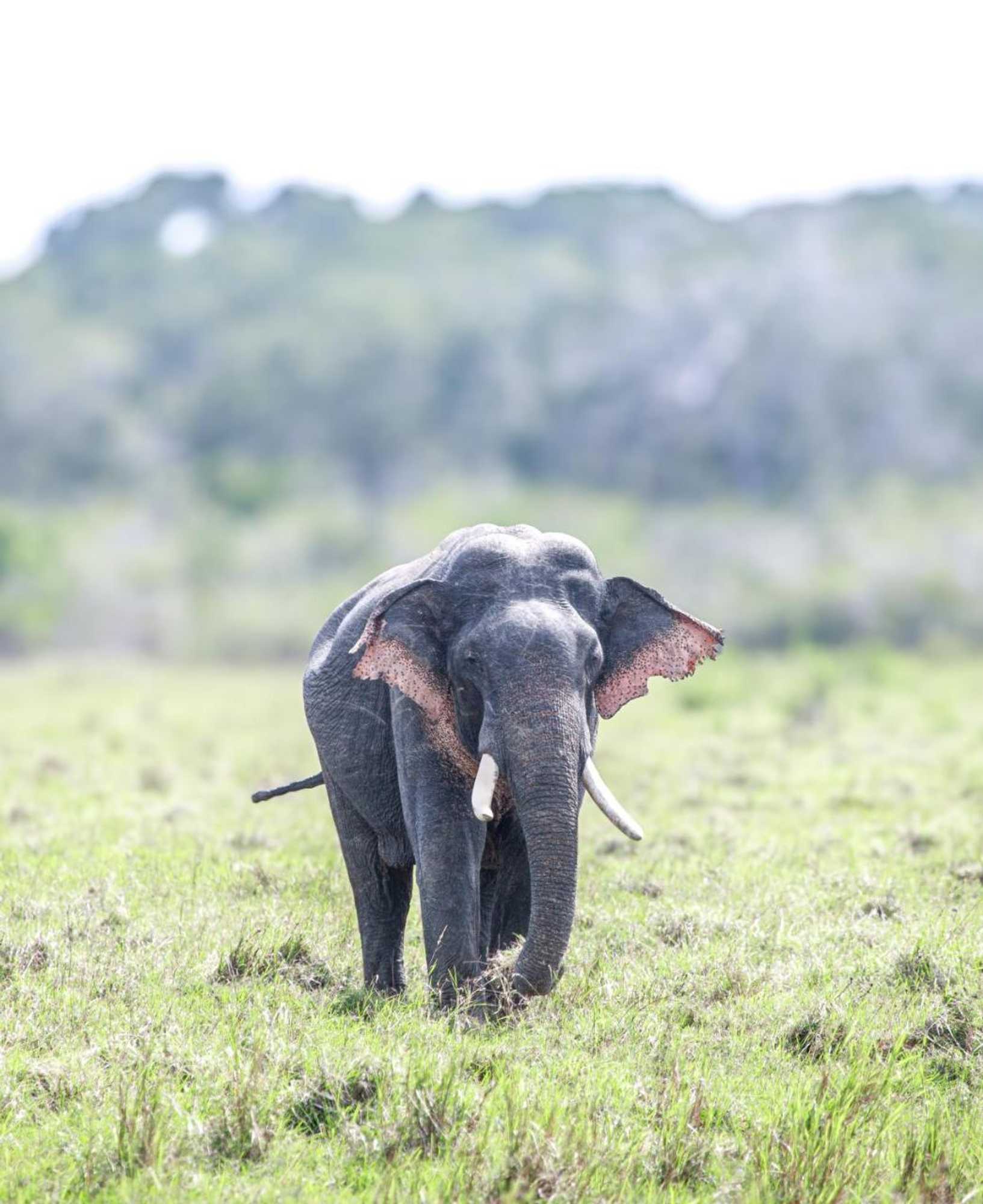 Gift card for Wilpattu National Park Forest Buma Lodge