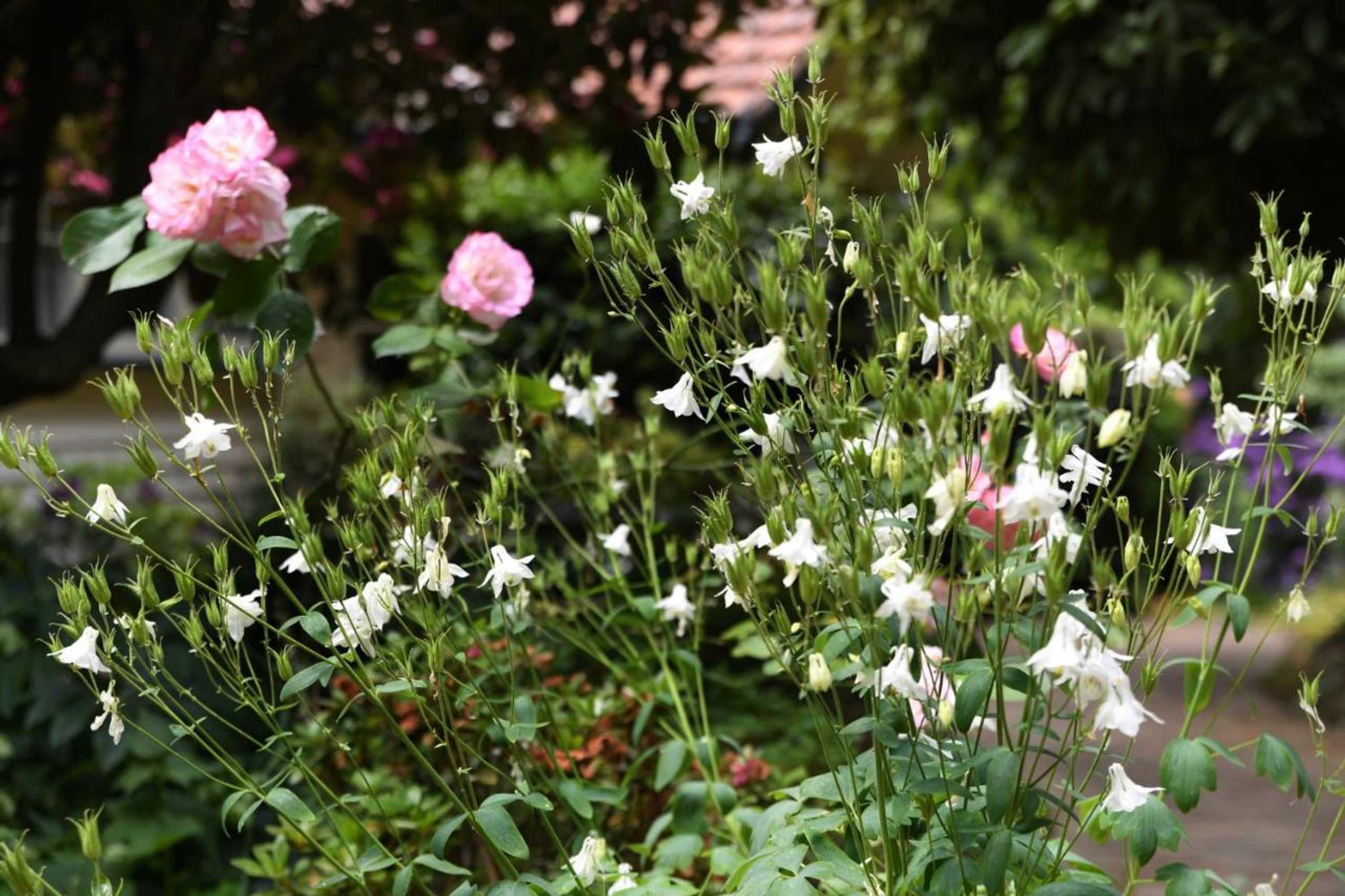 Gift card for Cambridge Cottages