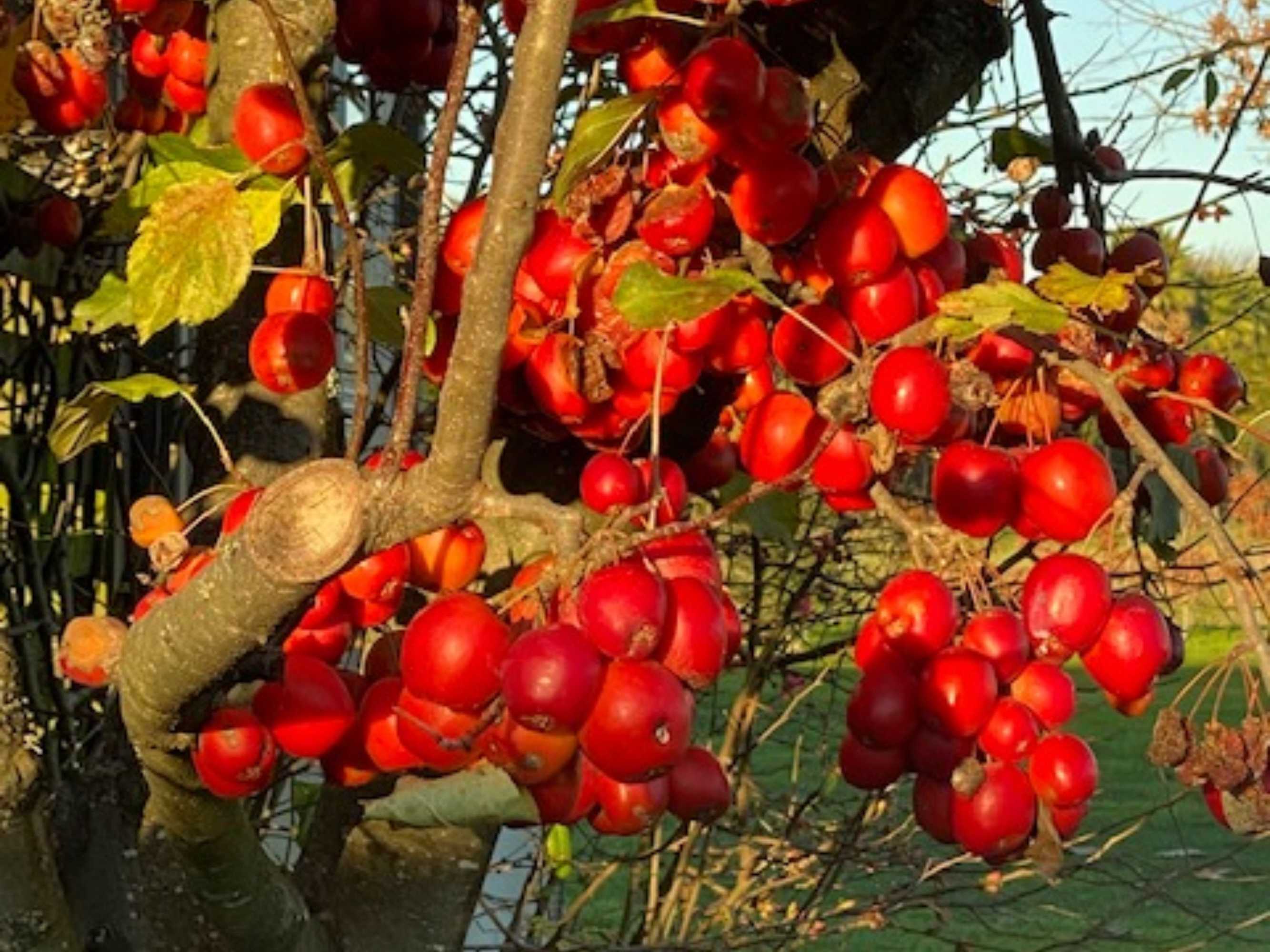 Gift card for Amuri Villas