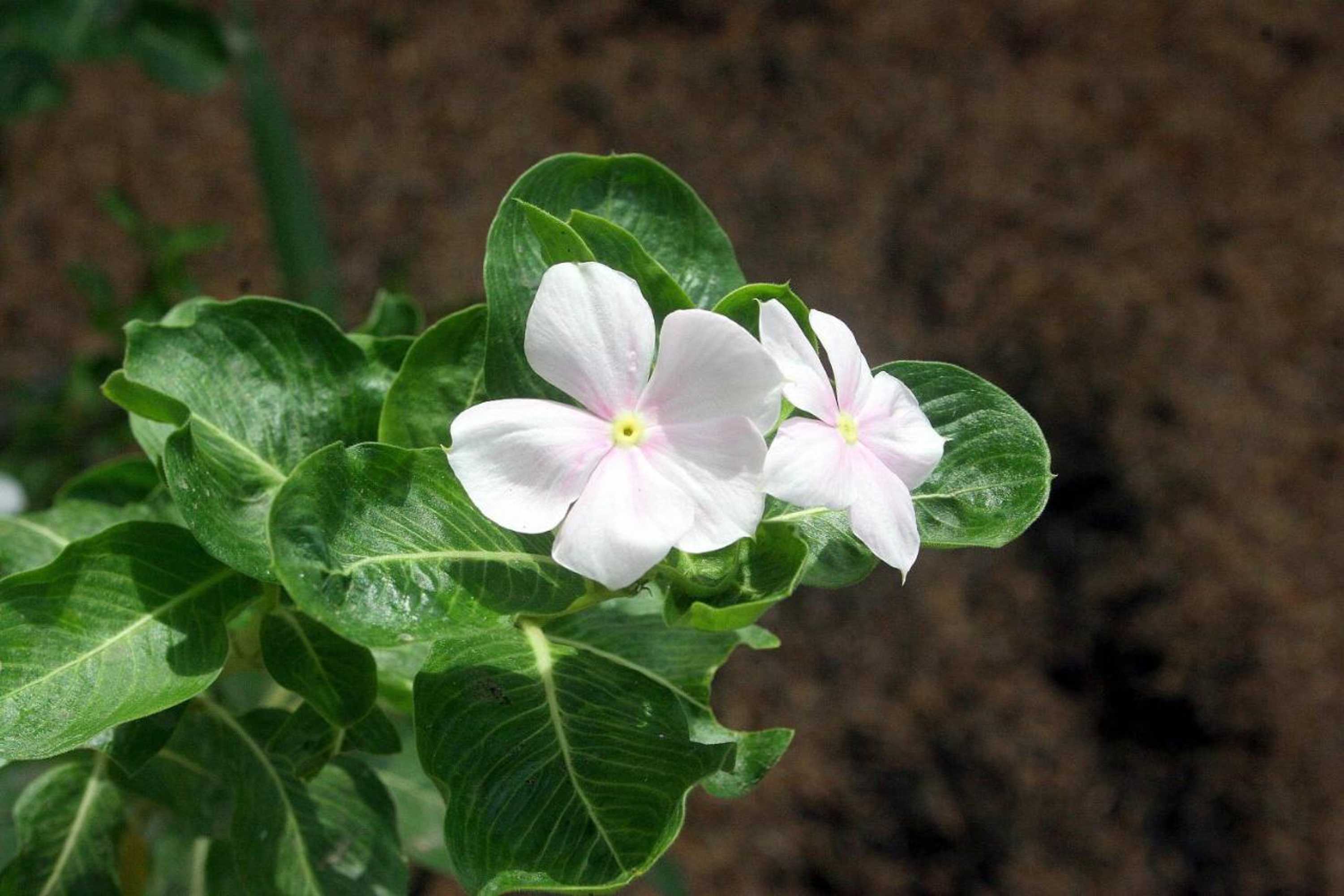 Gift card for Hotel Mirador de San Jorge