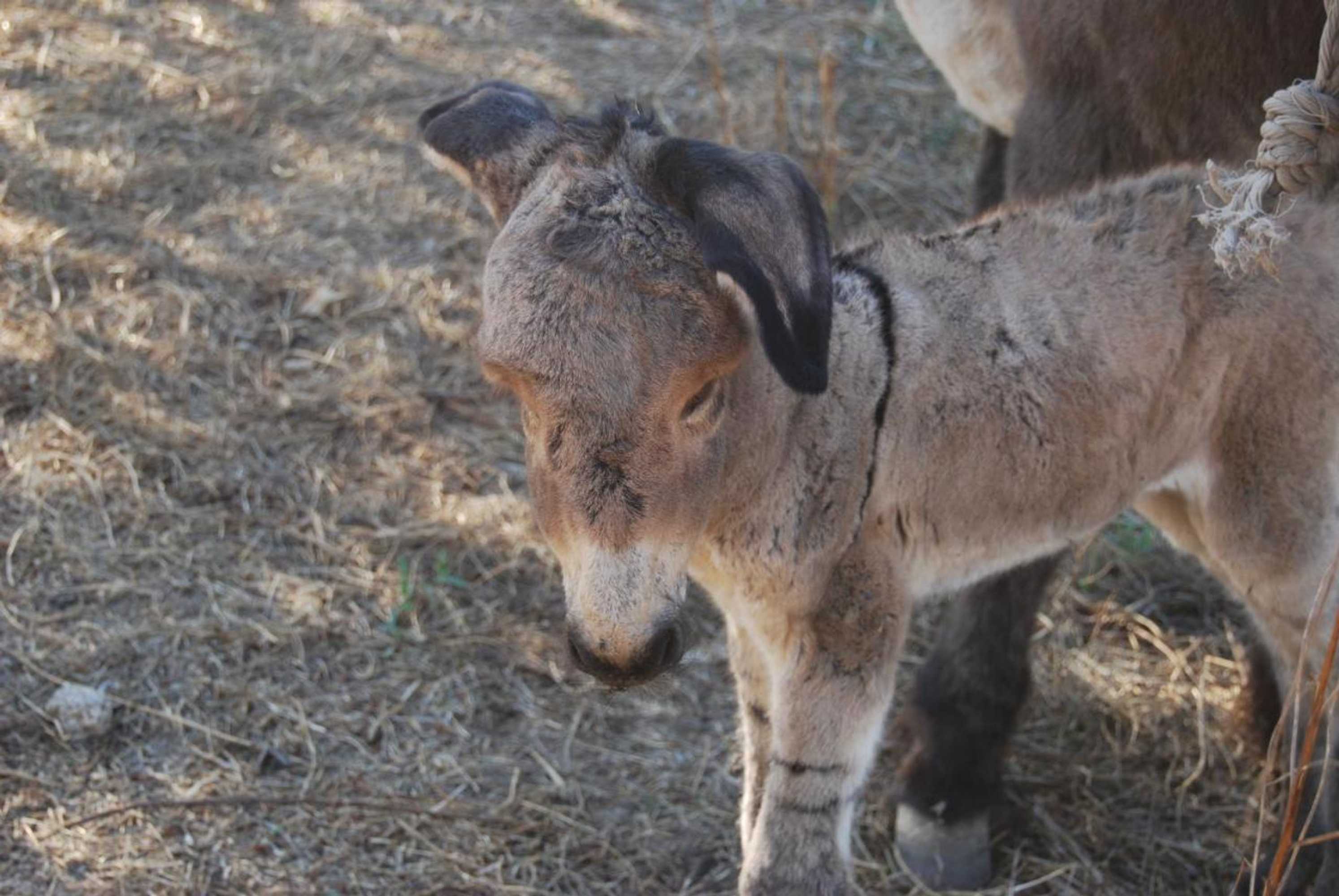 Gift card for Tapada da Rabela - Reserva Natural