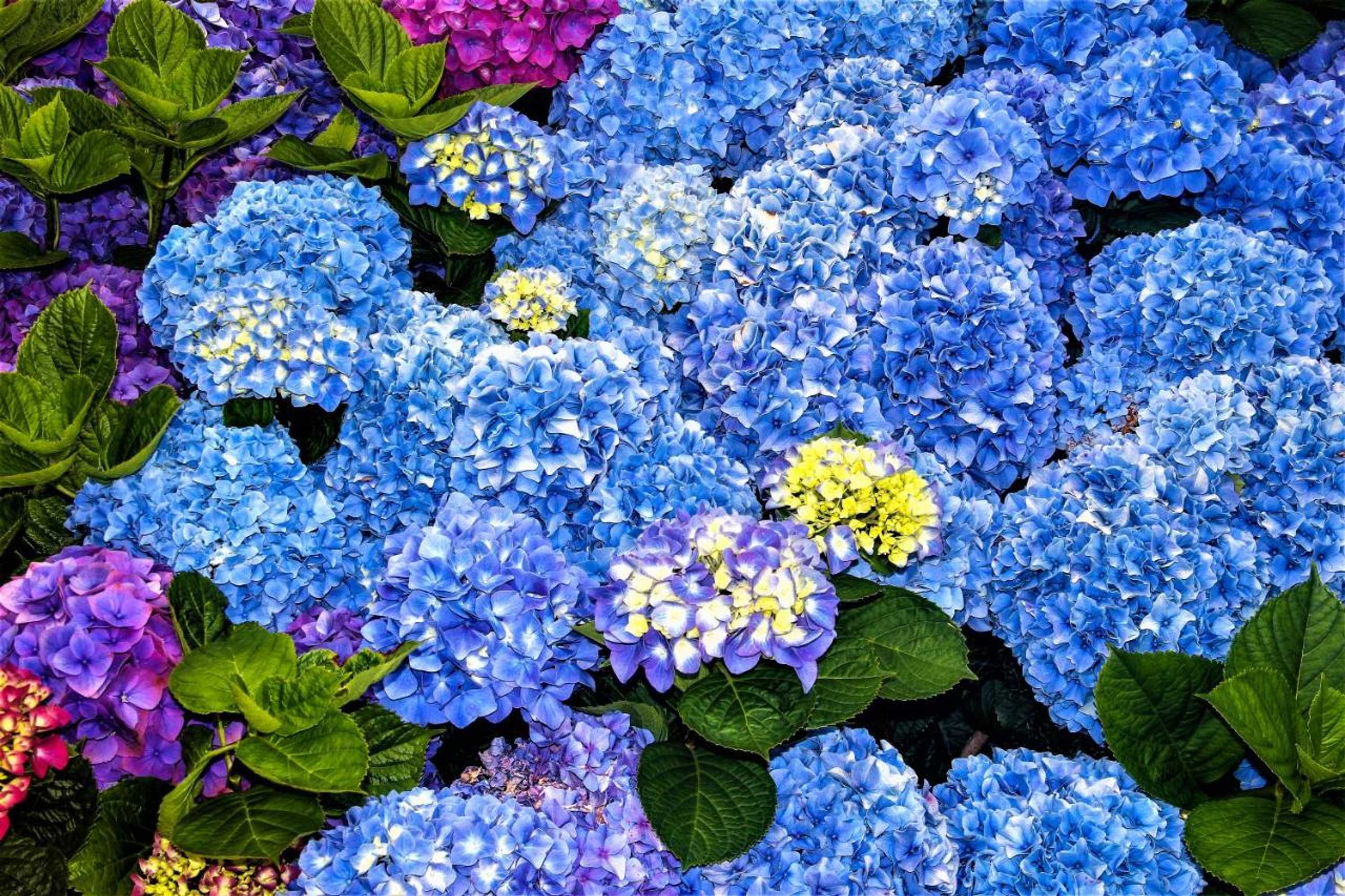 Gift card for Casa Inti / Inti House Furnas