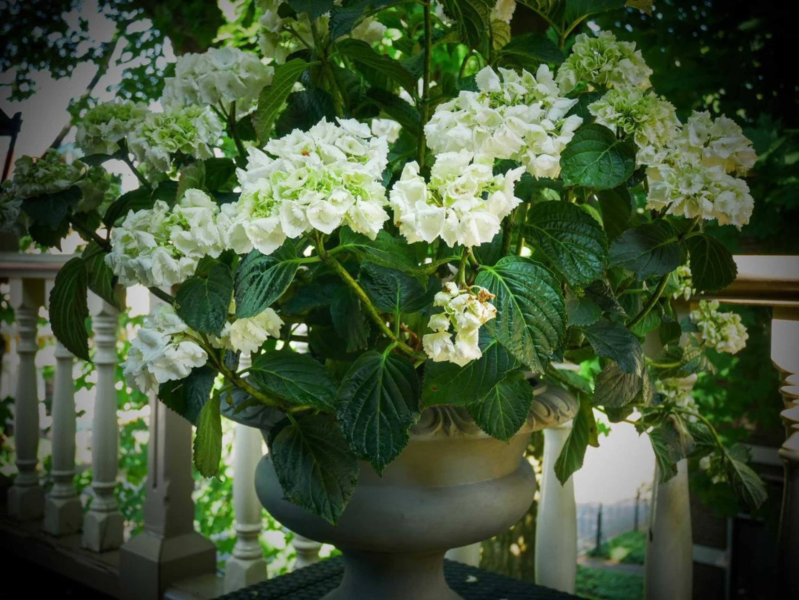 Gift card for Hotel Pegasus