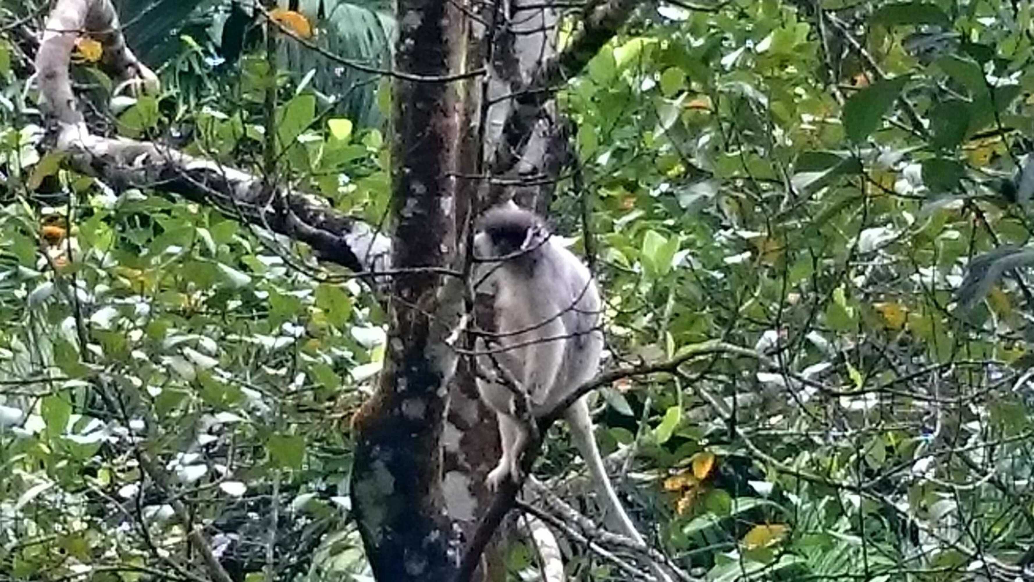 Gift card for 360 Rainforest