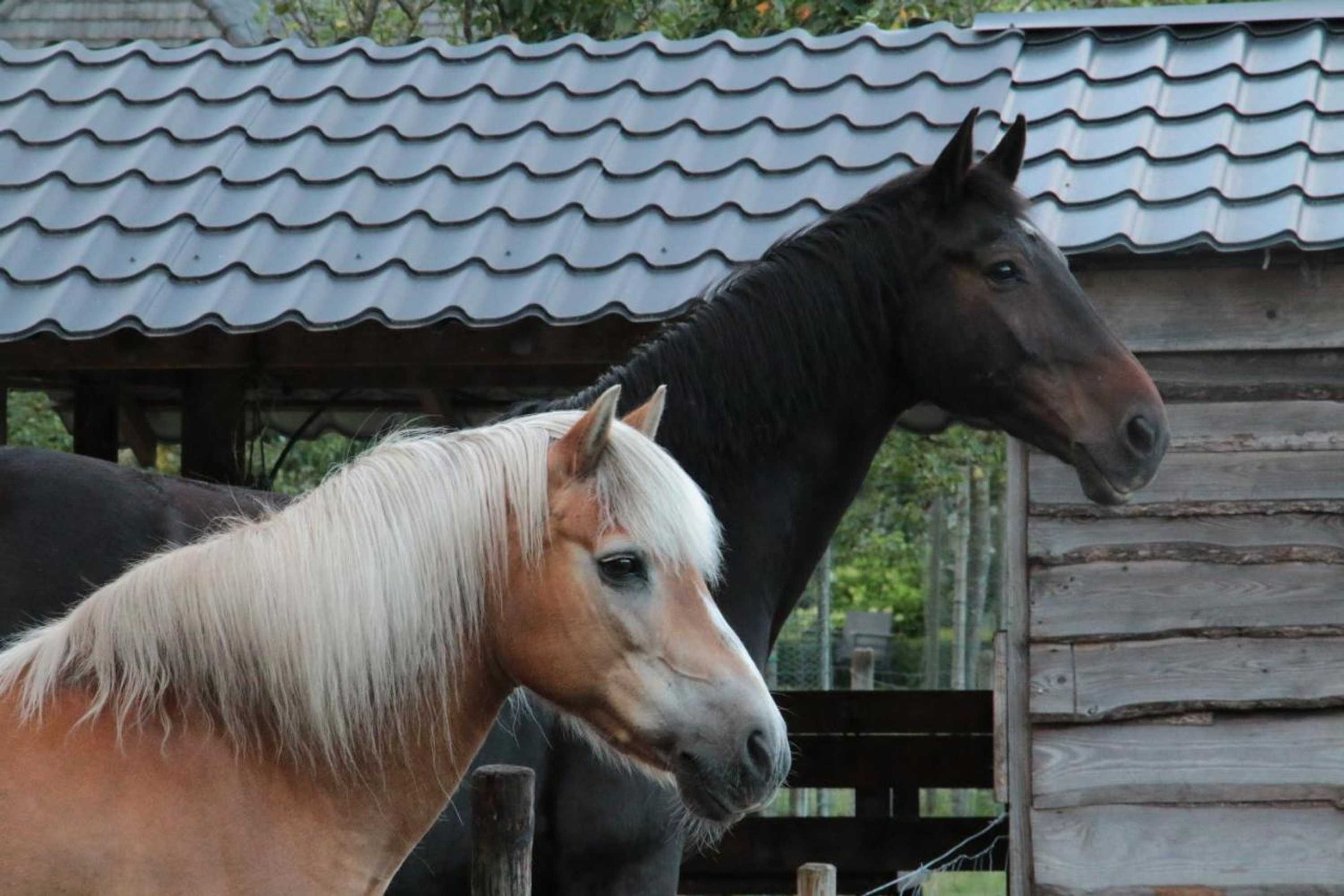 Gift card for Hoeve Op Vollenhof