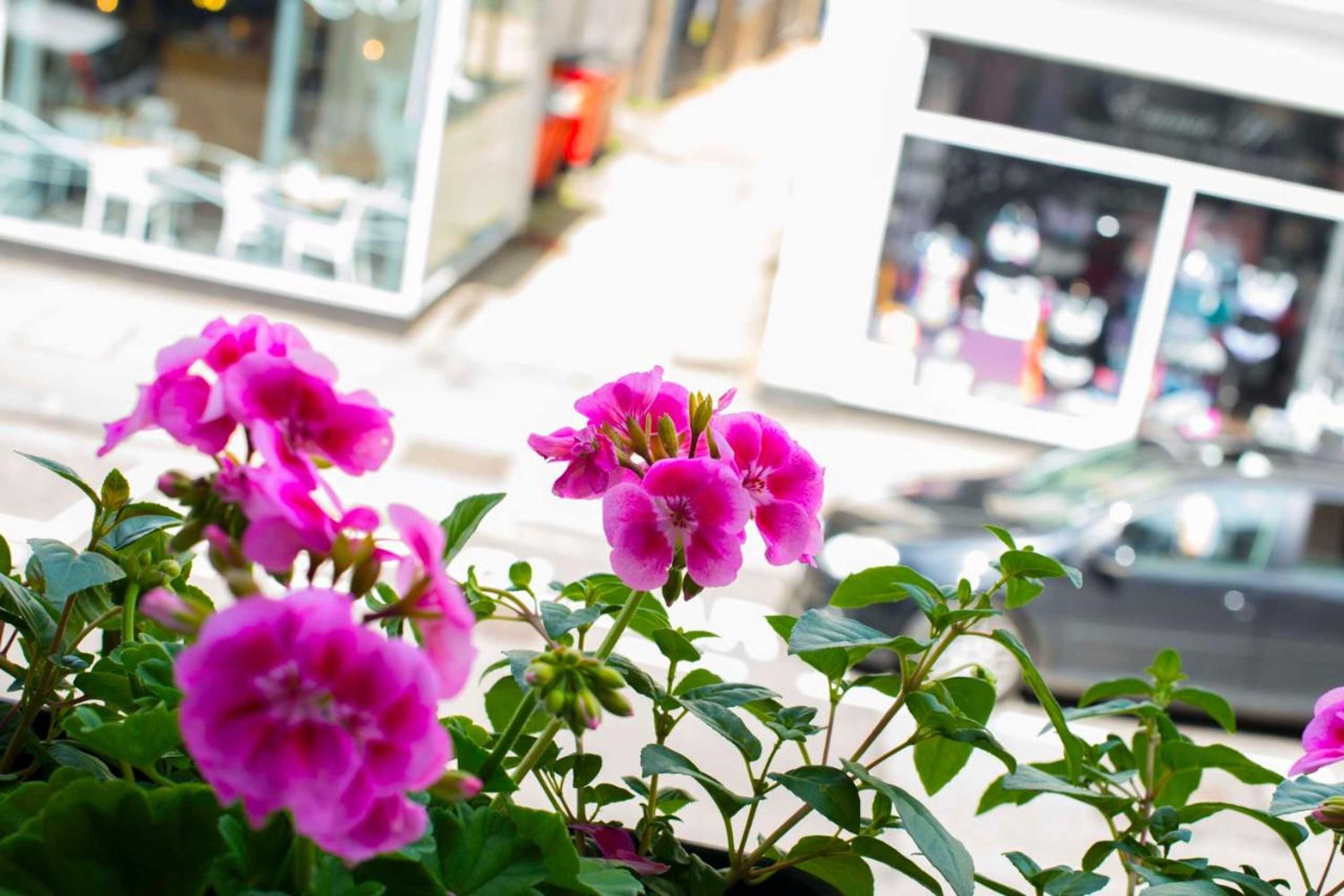 Gift card for Dog And Whistle Pub