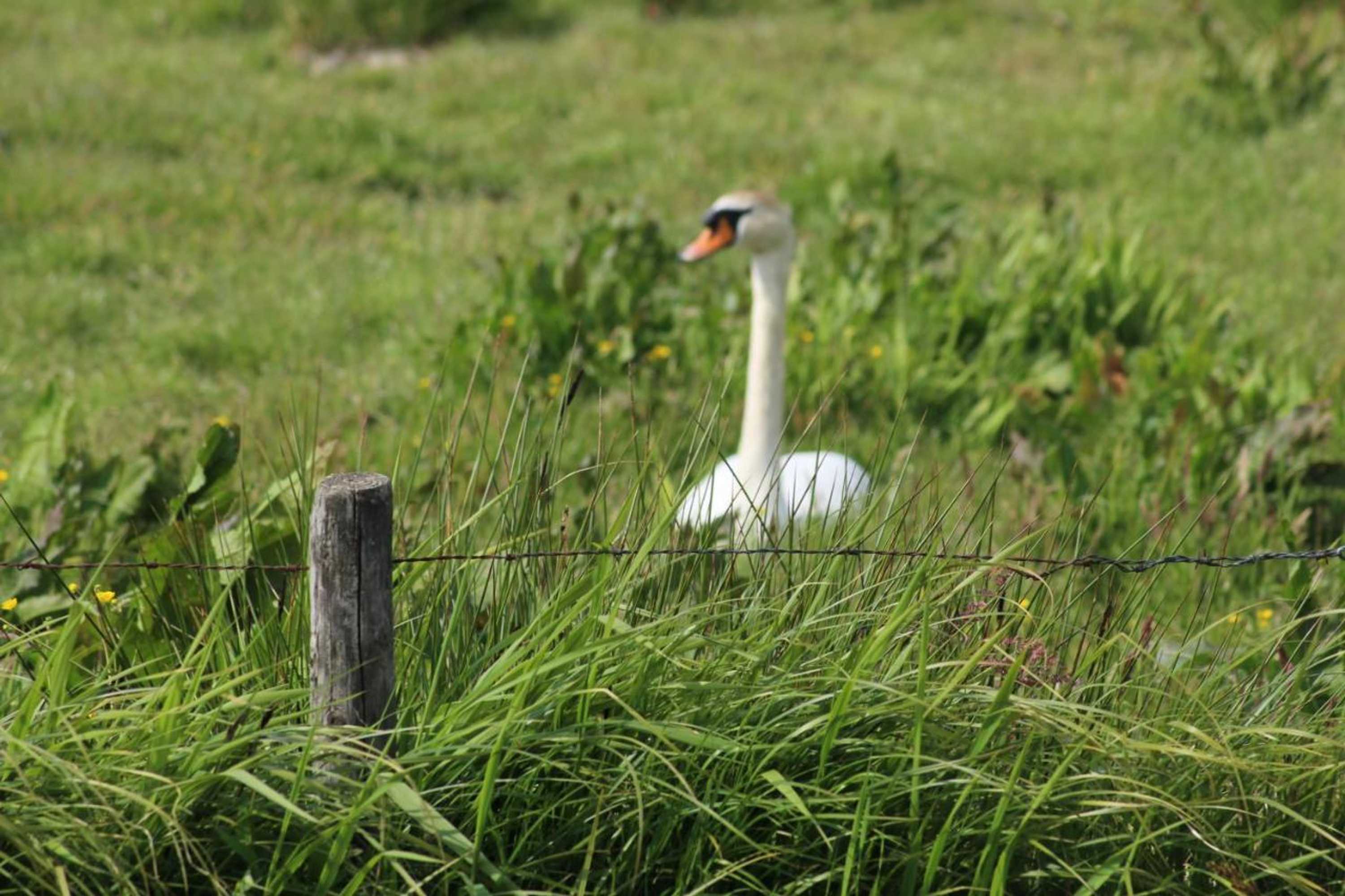 Gift card for Chalet Nr. 9 Resort Venetië