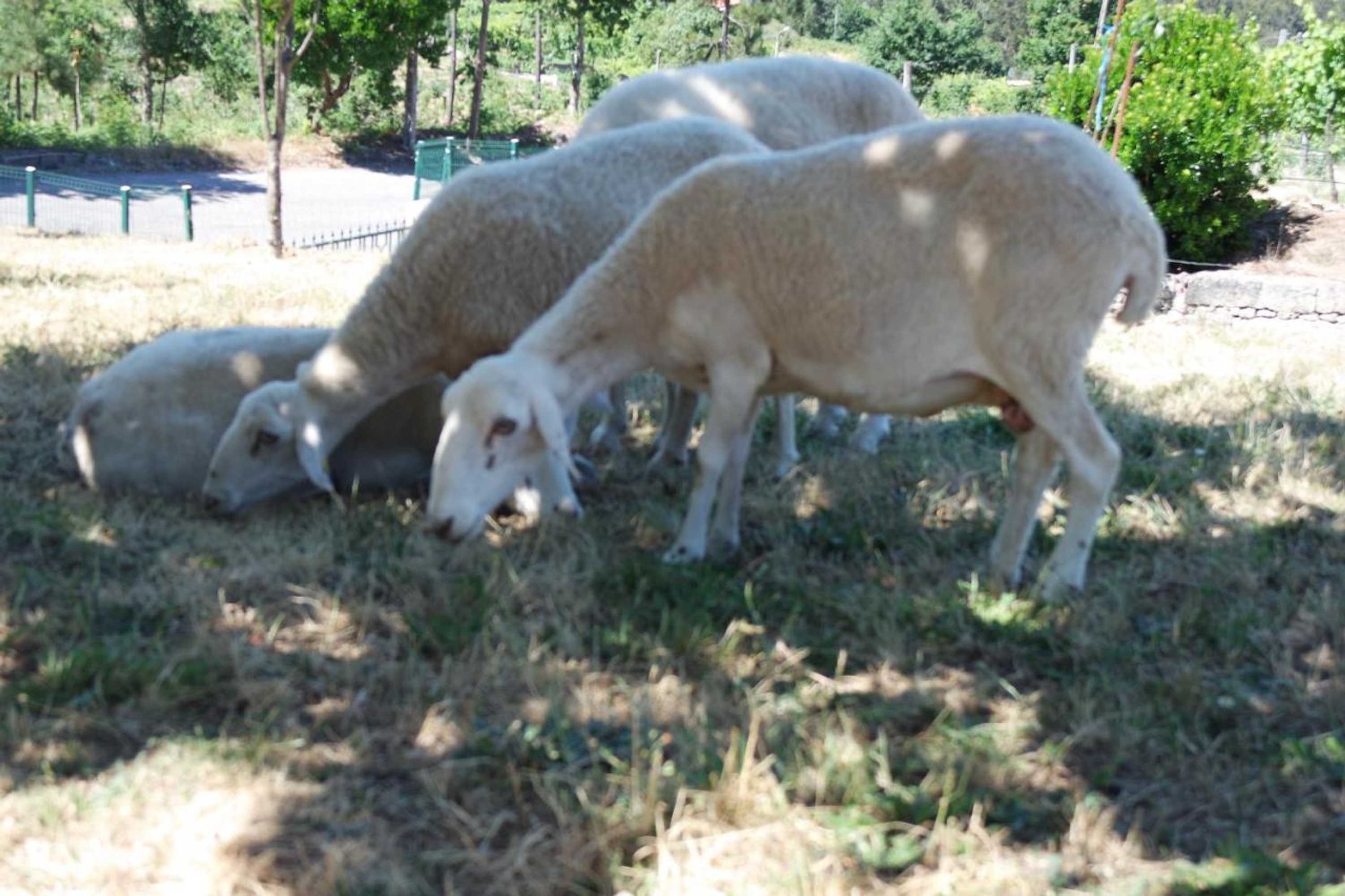 Gift card for Quinta do Alto