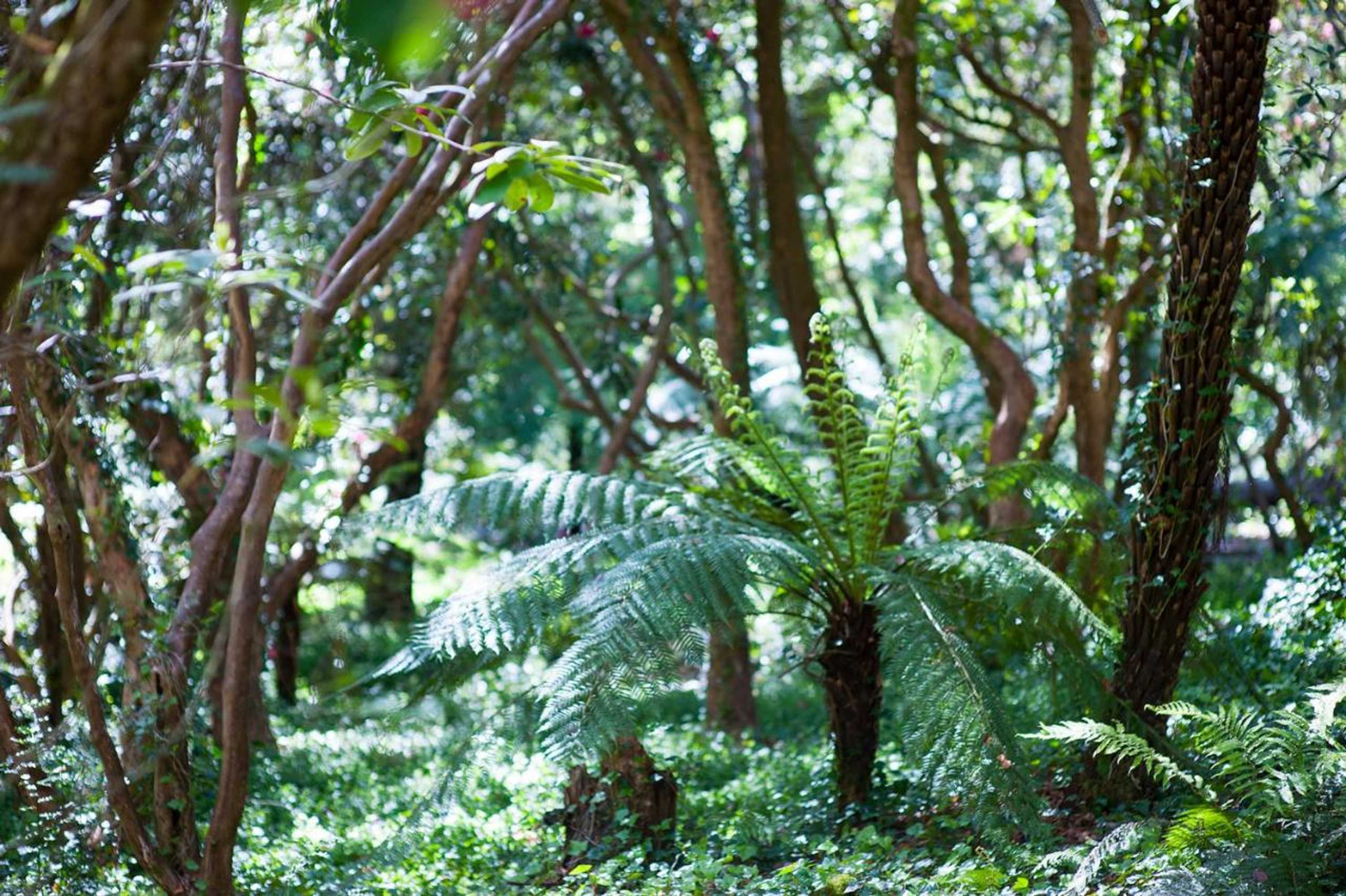 Gift card for Linden Gardens Rainforest Retreat