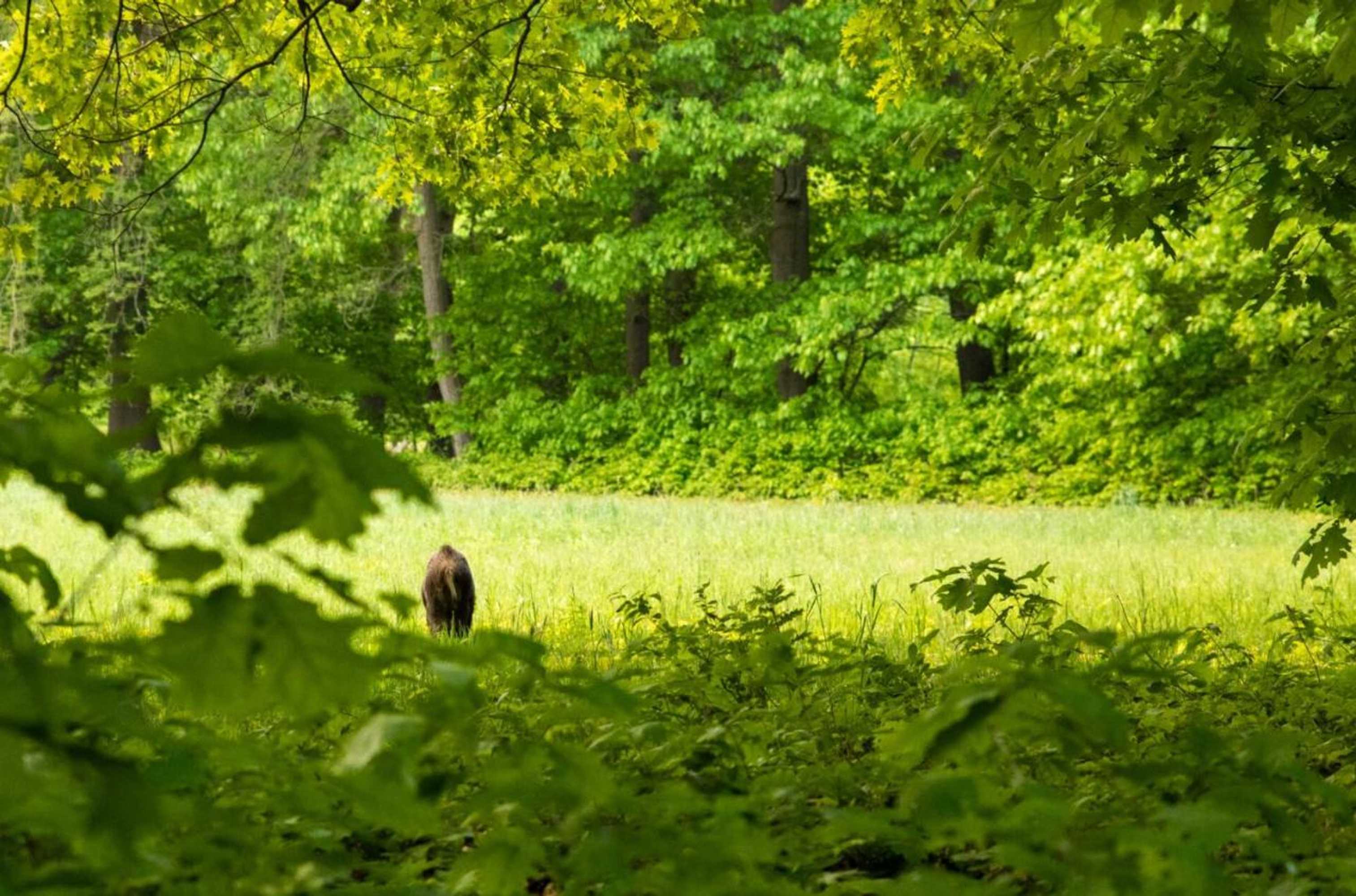 Gift card for Heidebos