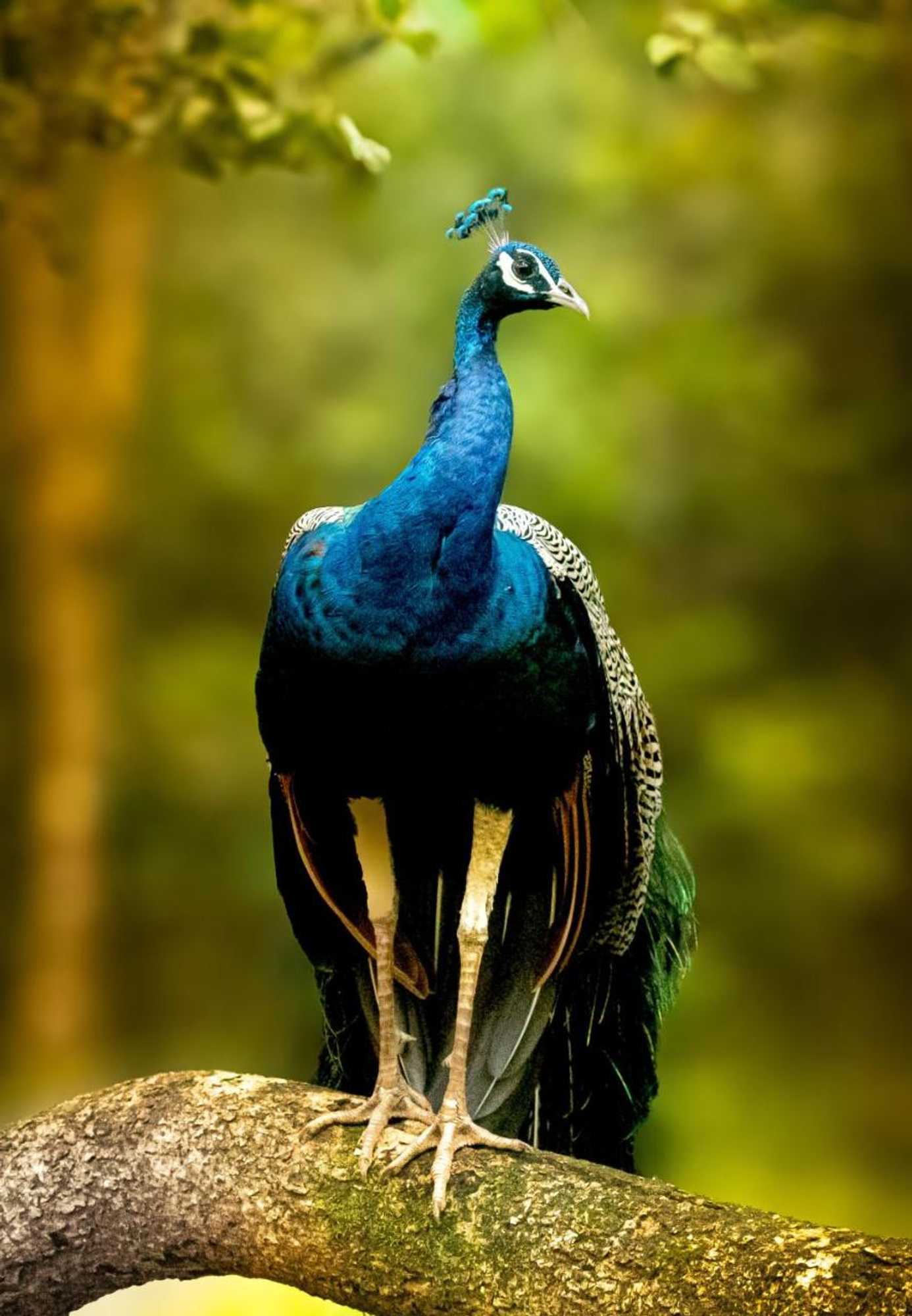 Gift card for Wilpattu National Park Forest Buma Lodge