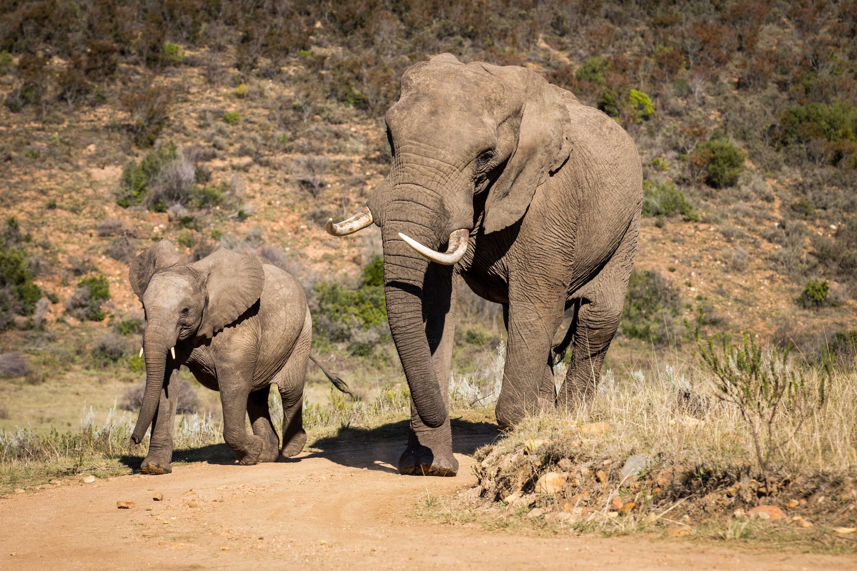 Gift card for Botlierskop Private Game Reserve Gift card for Botlierskop Private Game Reserve