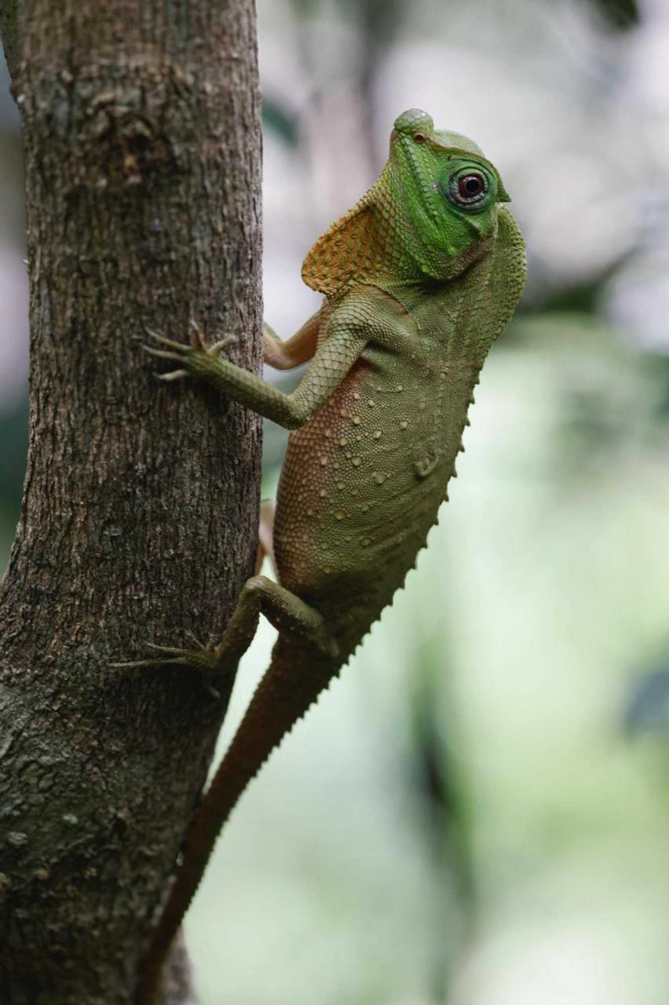 Gift card for Rainforest Nature House