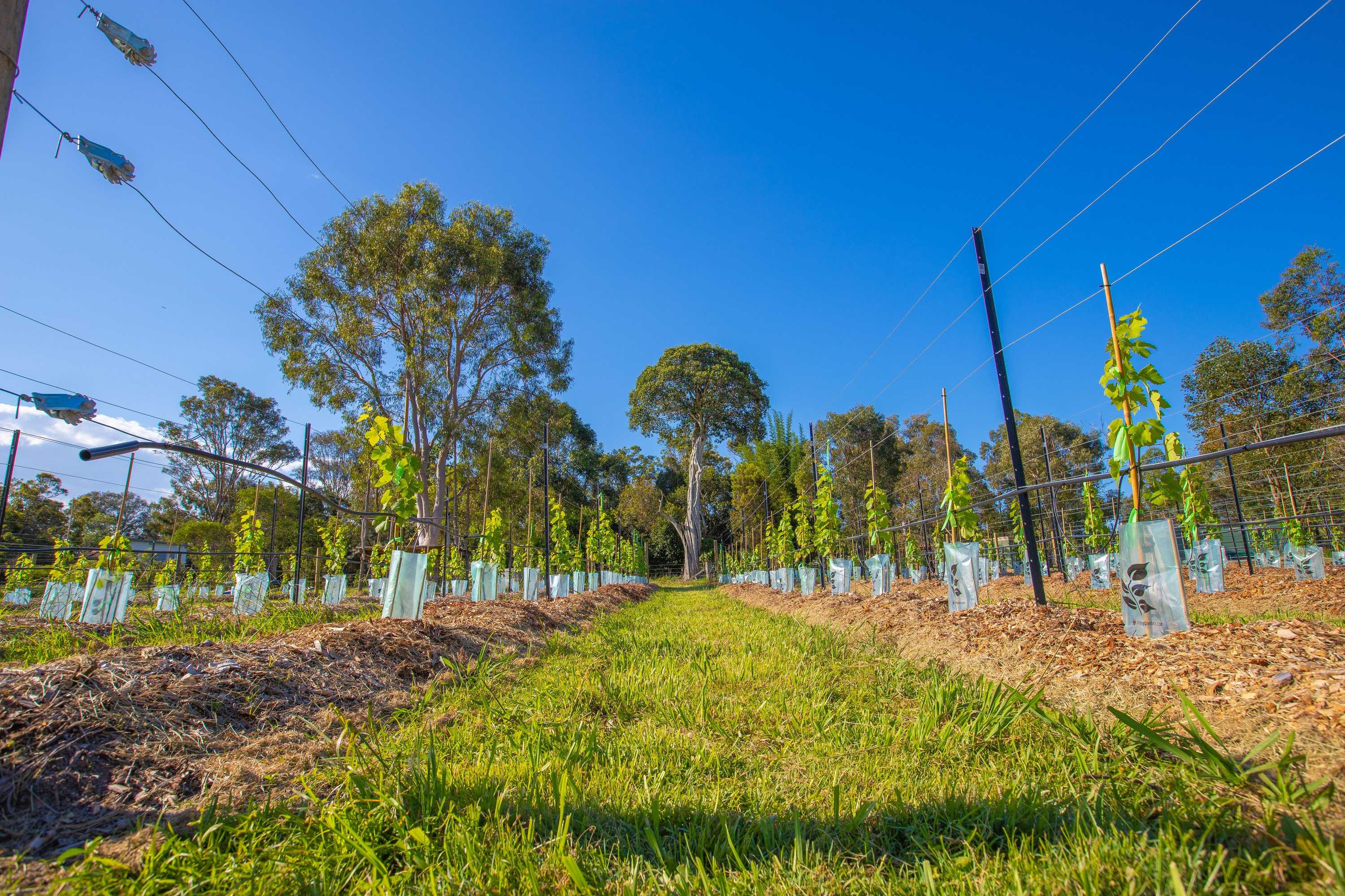 Gift card for Brisbane North B&b And Winery Gift card for Brisbane North B&b And Winery
