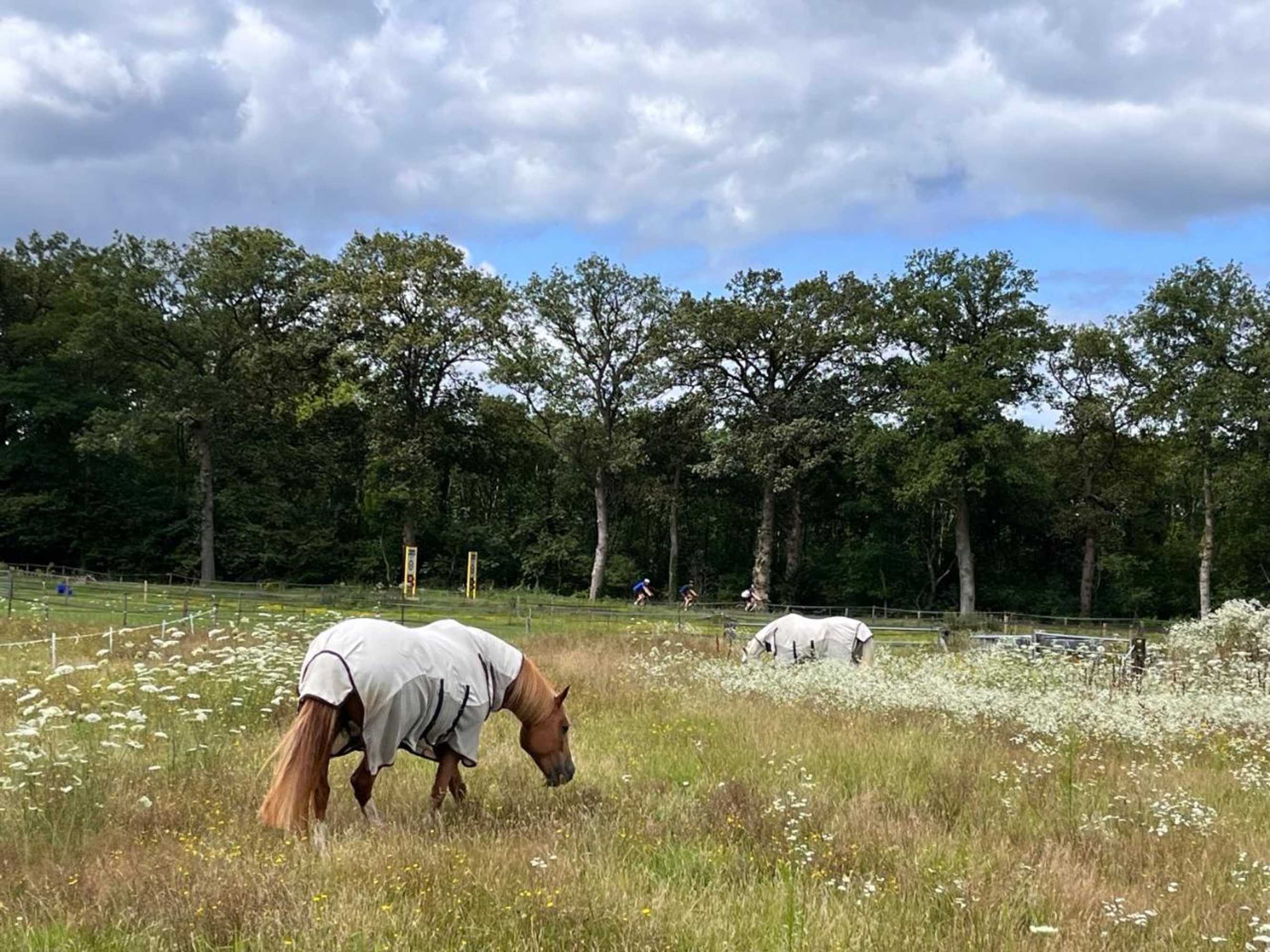 Gift card for Bed And Breakfast De Paalberg