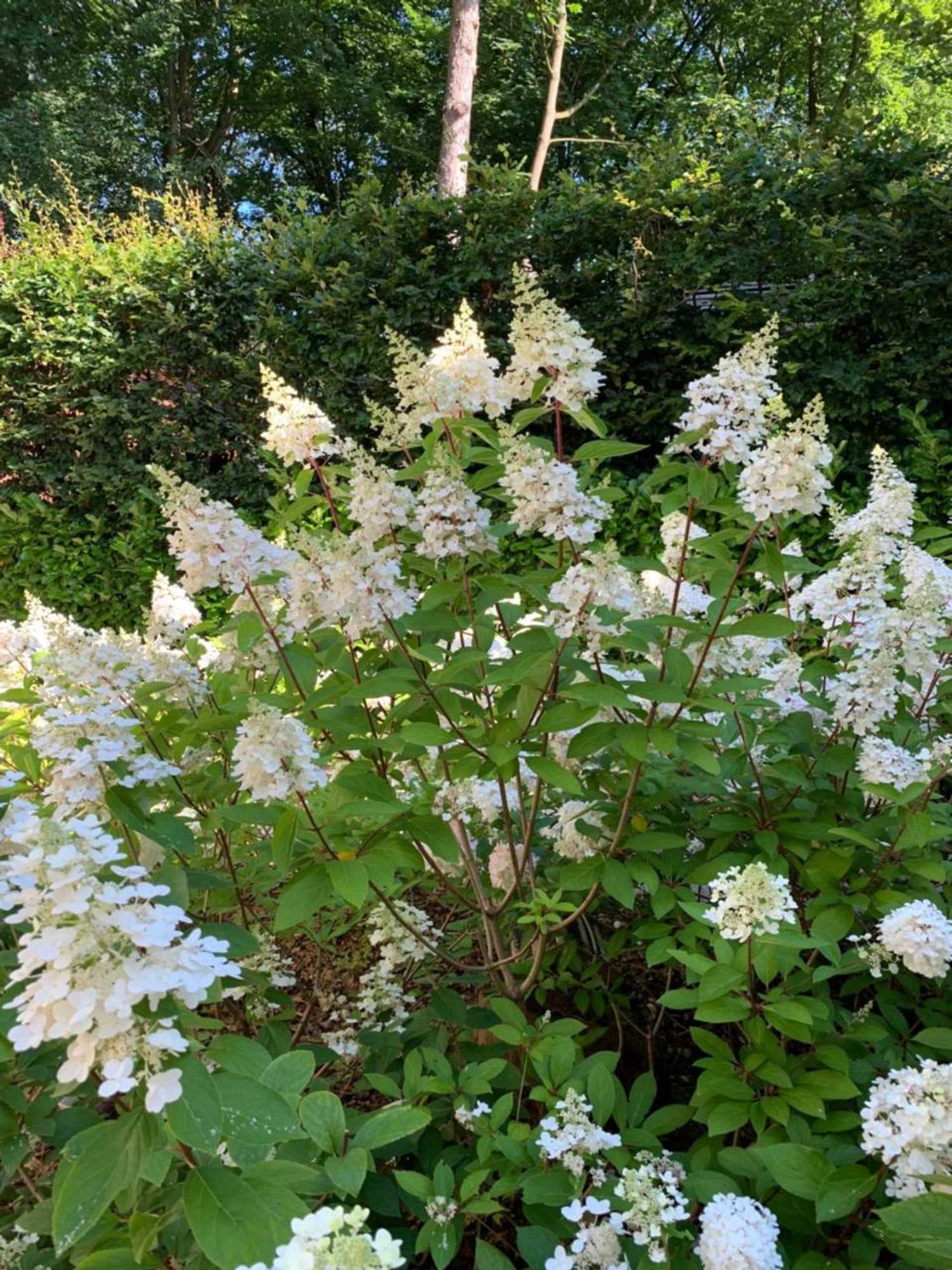 Gift card for B&b In de Aap Gelogeerd