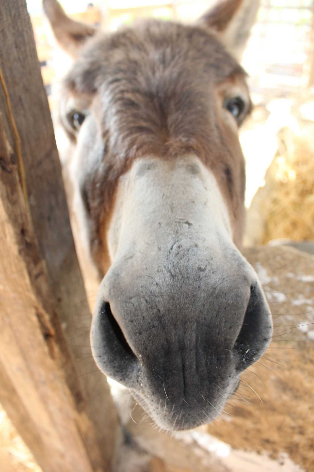 Gift card for Agriturismo La Casa di Bacco