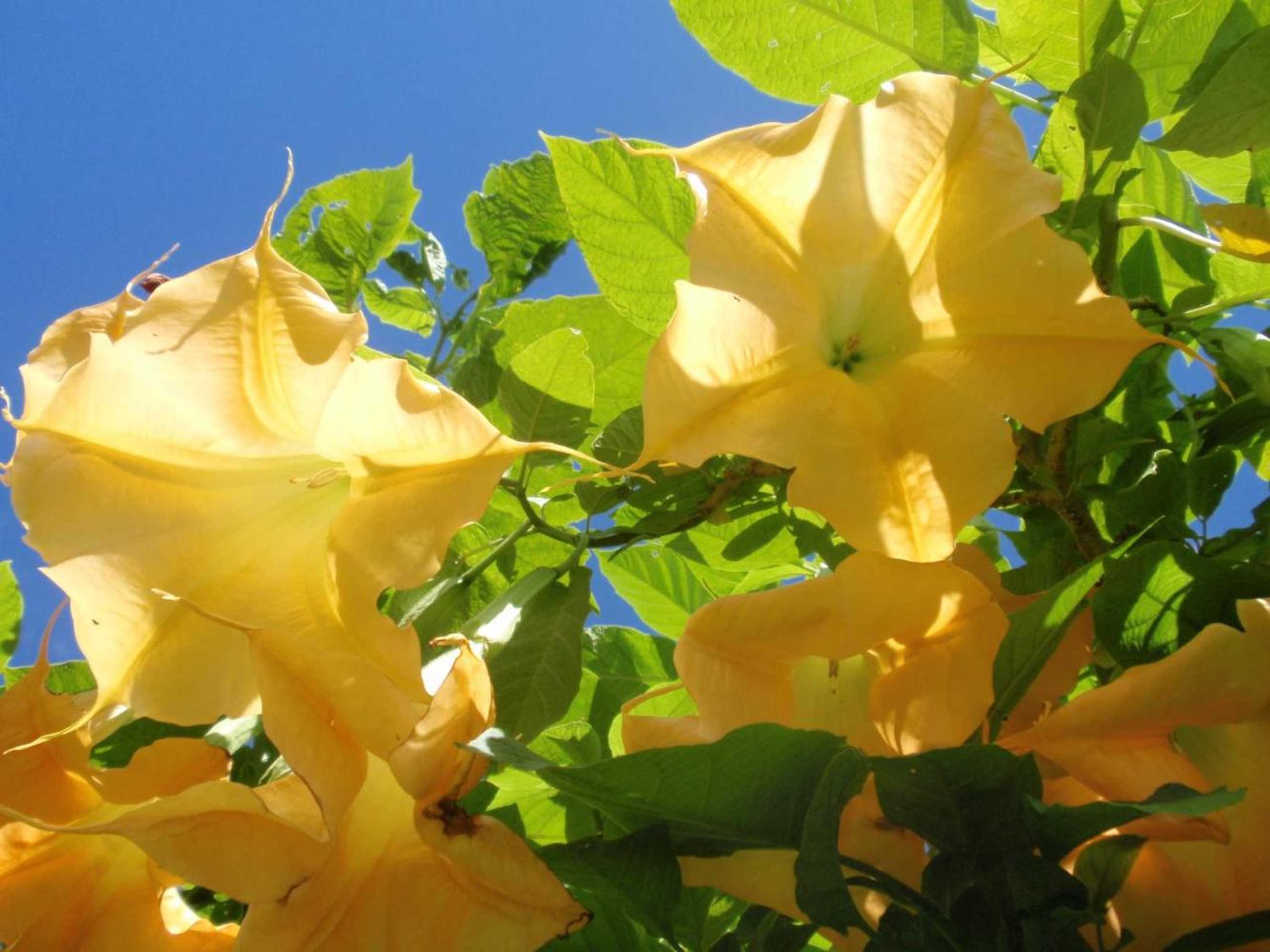 Gift card for Wharepuke Subtropical Accommodation Gift card for Wharepuke Subtropical Accommodation