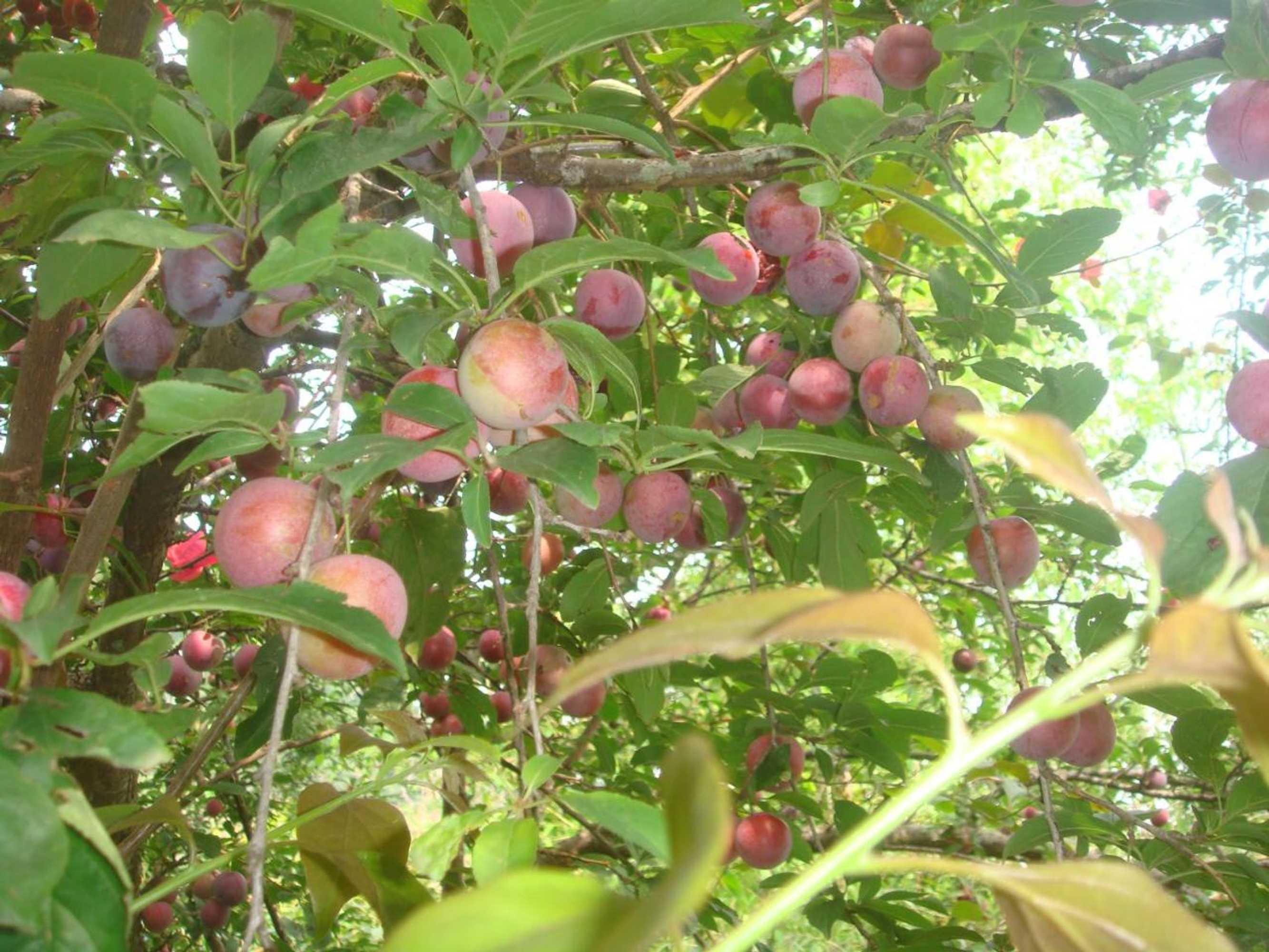 Gift card for Shiva Guest House