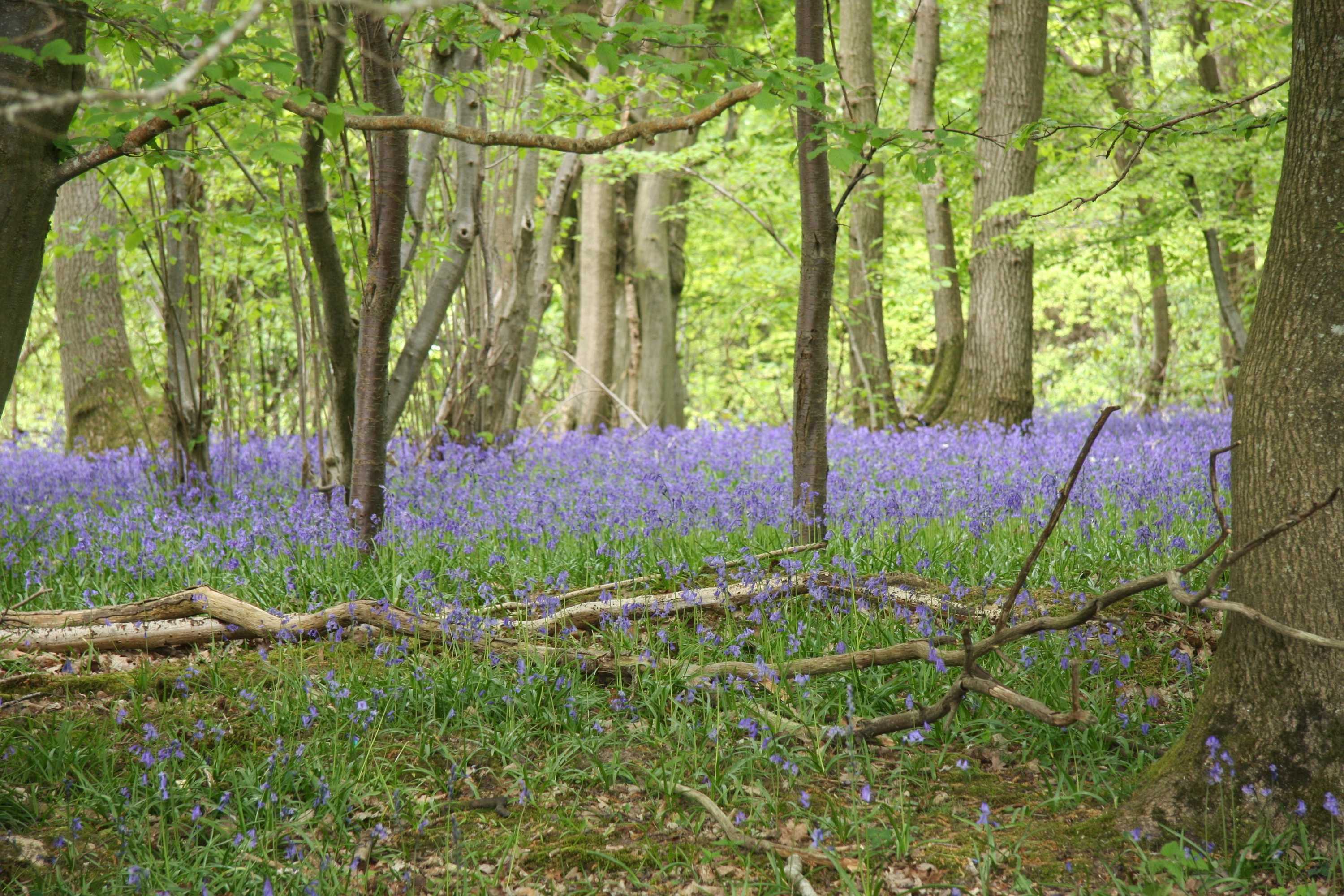 Gift card for White Lodge B&b