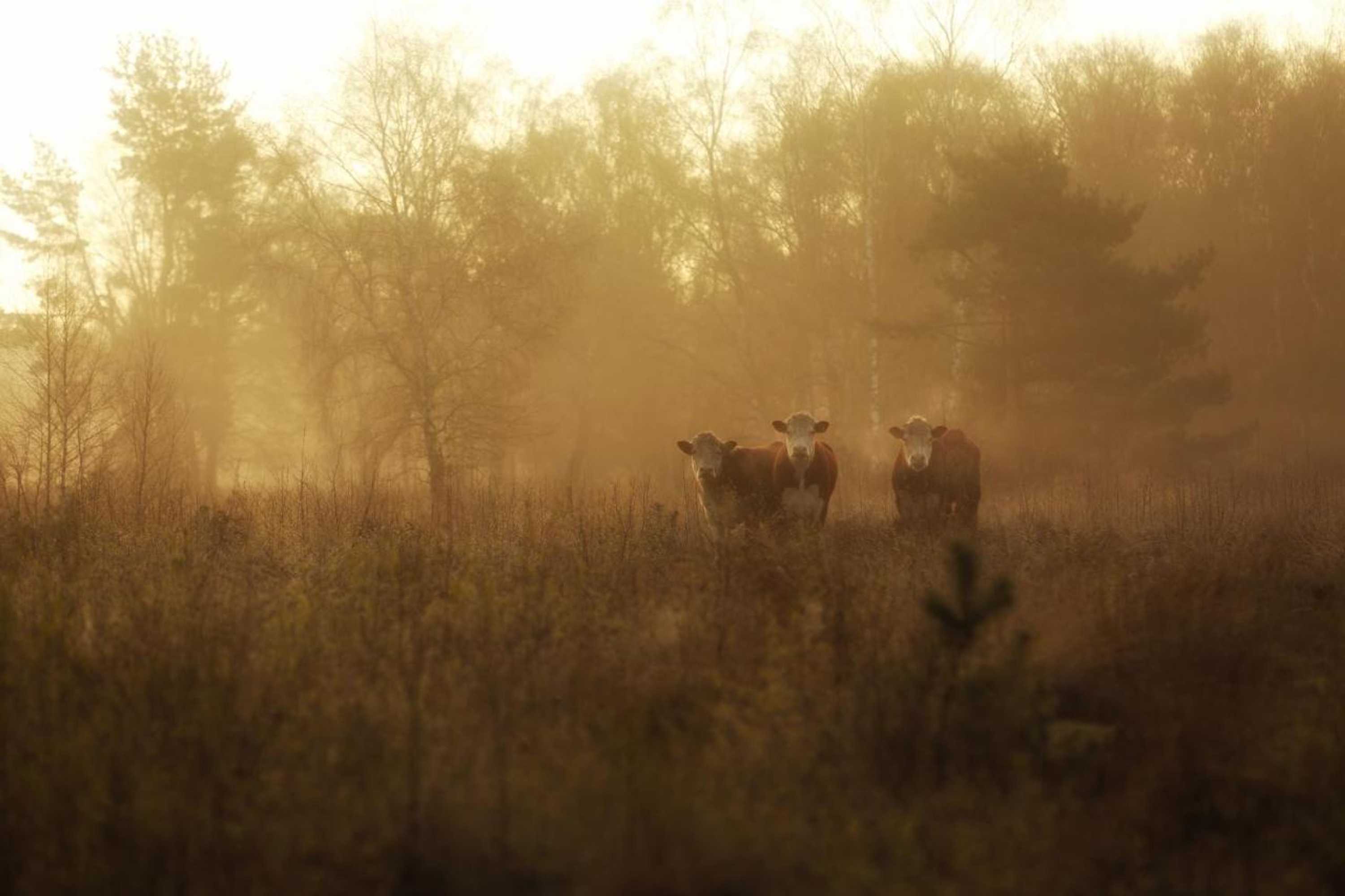 Gift card for Hotel 't Kruisselt