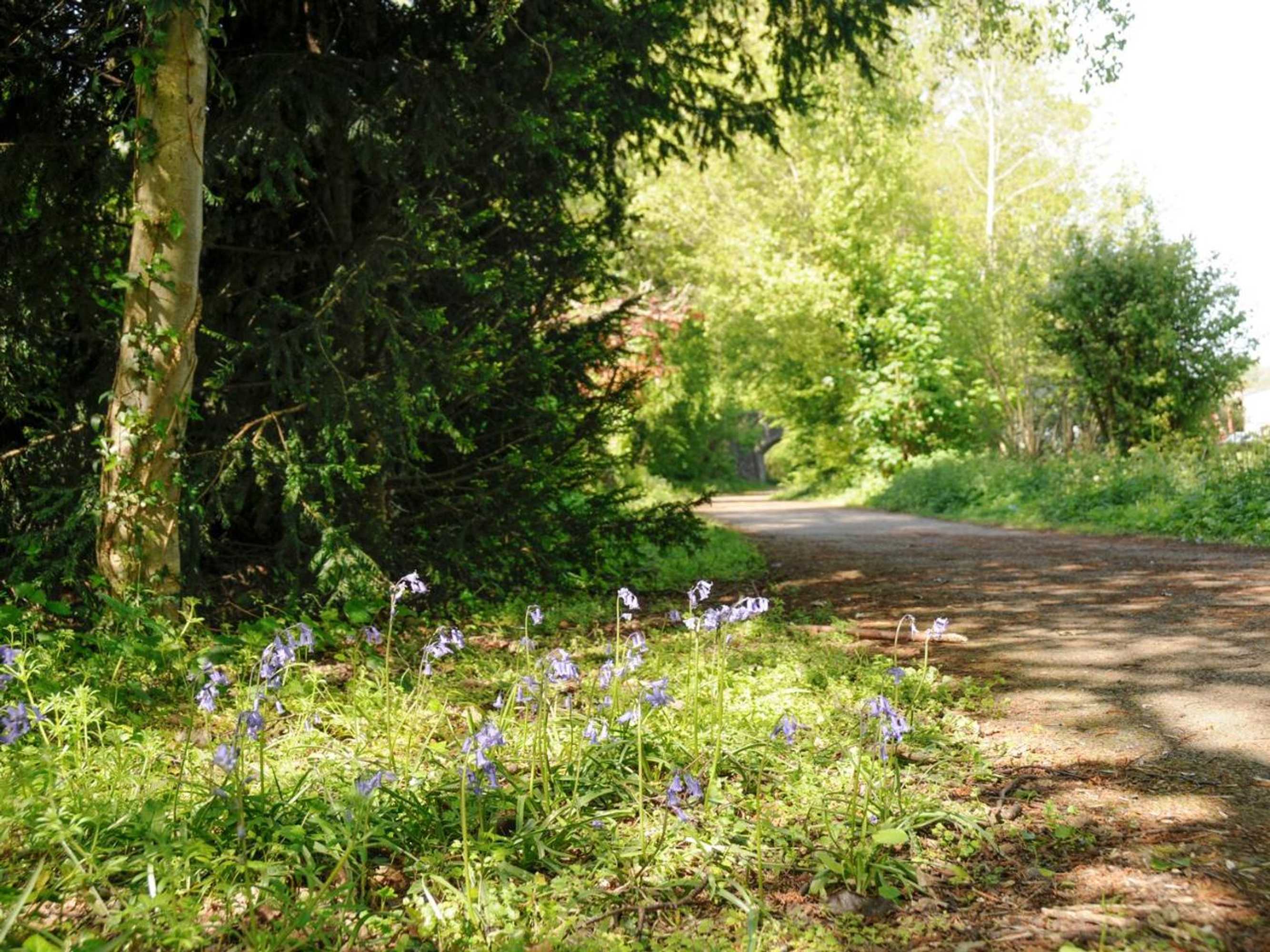 Gift card for Black Cat Bach