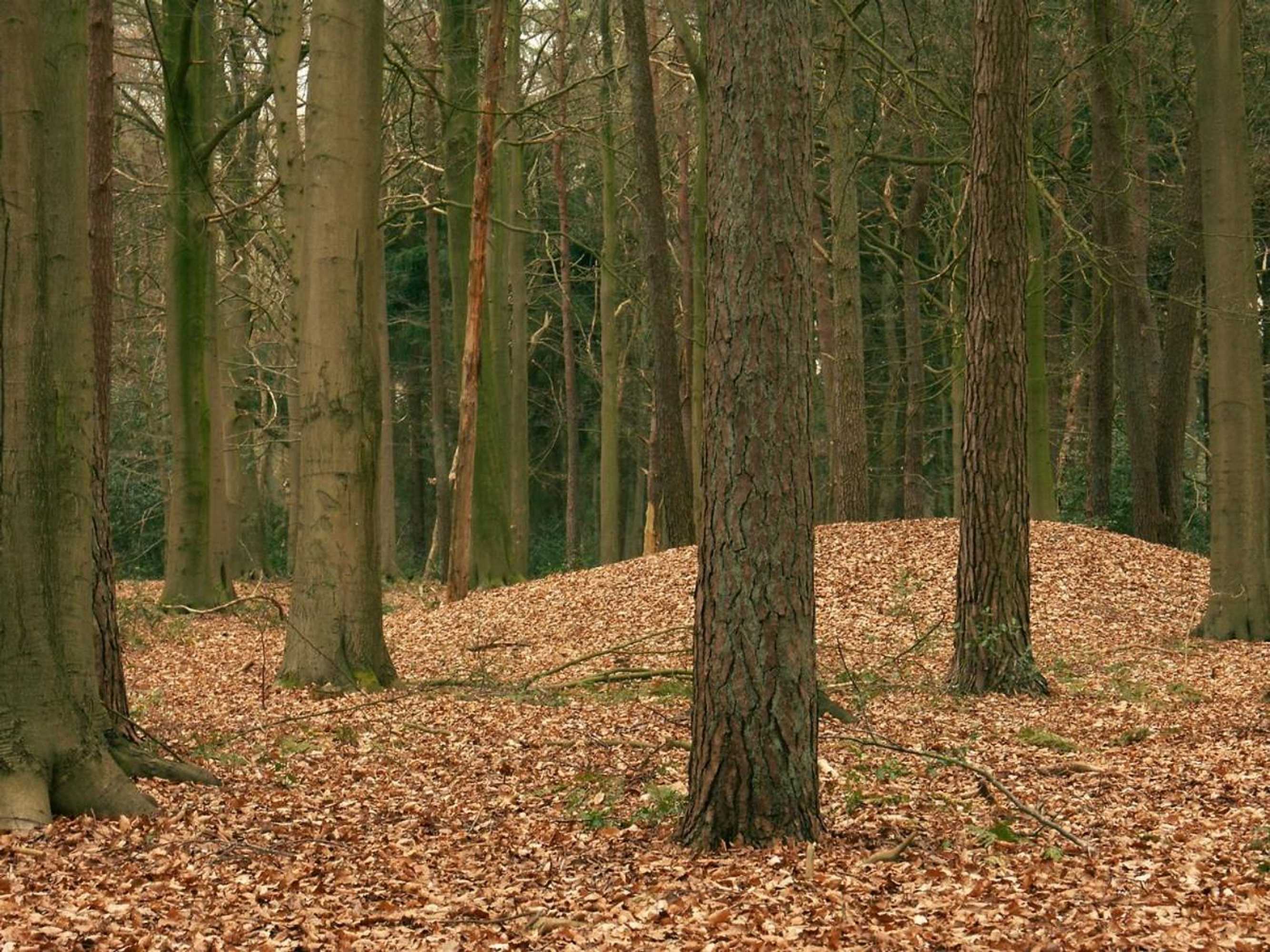 Gift card for Pipowagen