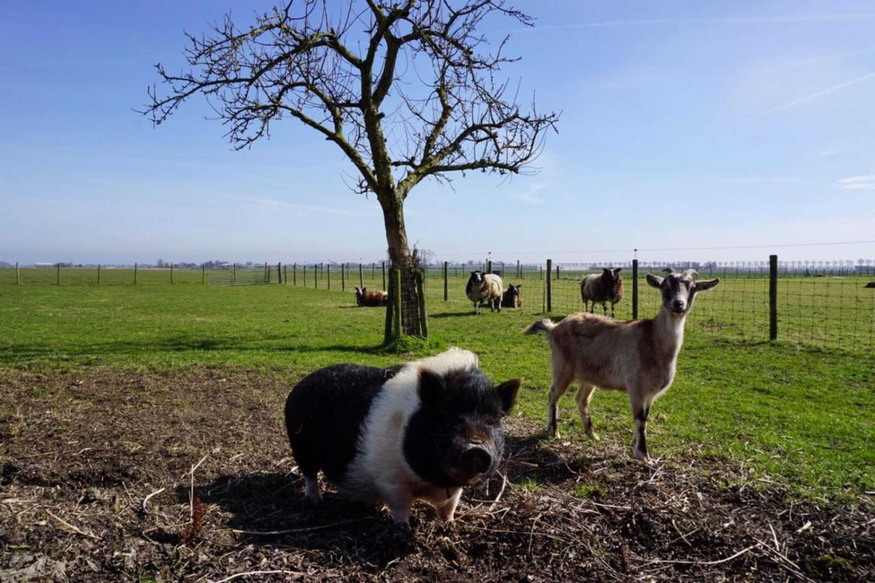 Gift card for B & B De Gouwe Plek