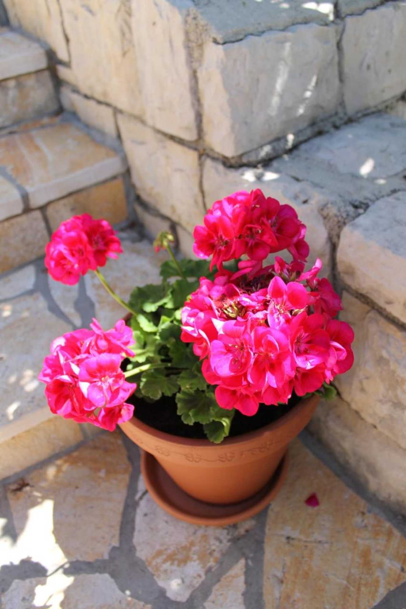 Gift card for Apartments Mareblu