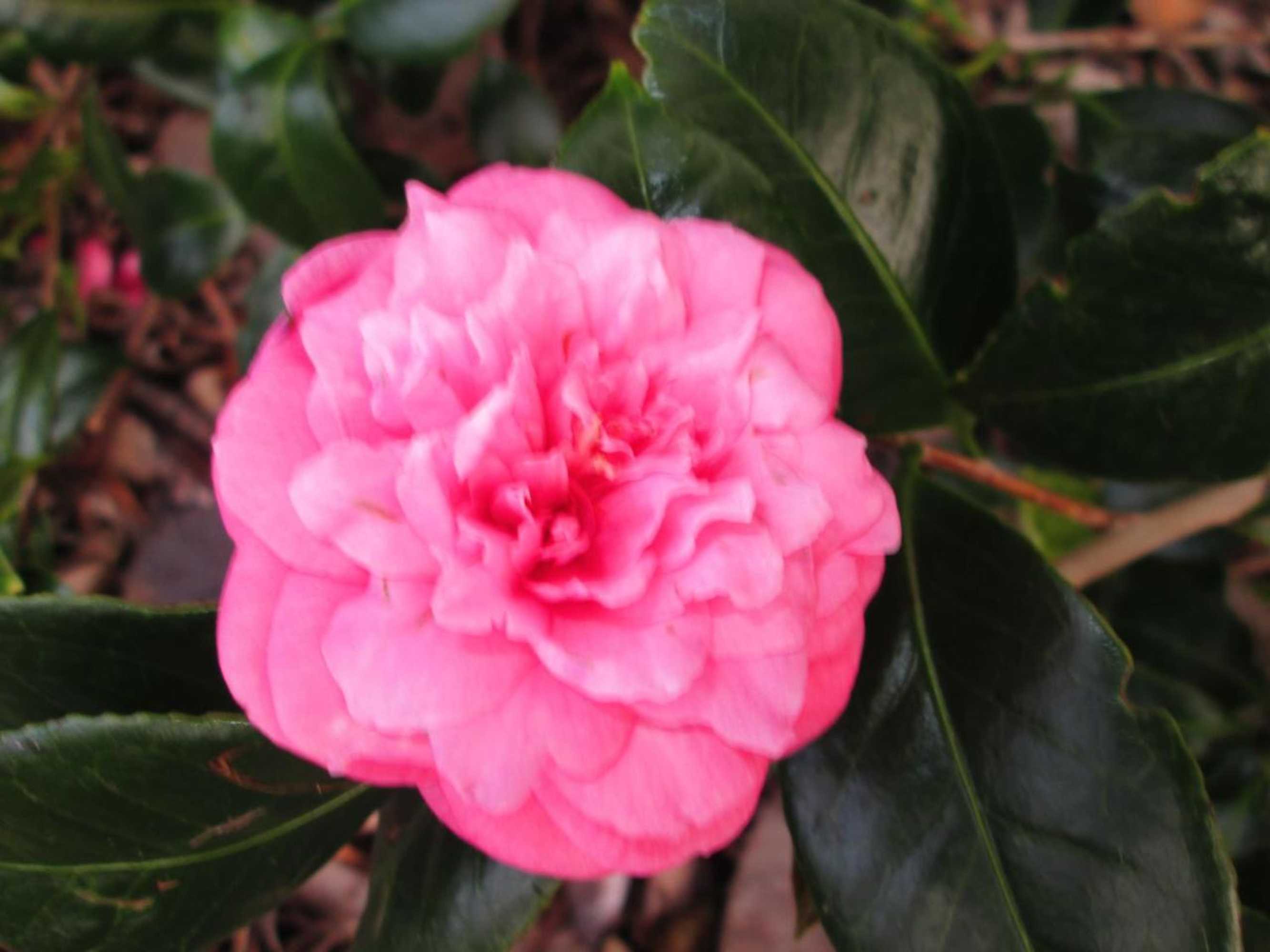 Gift card for Residência Machado