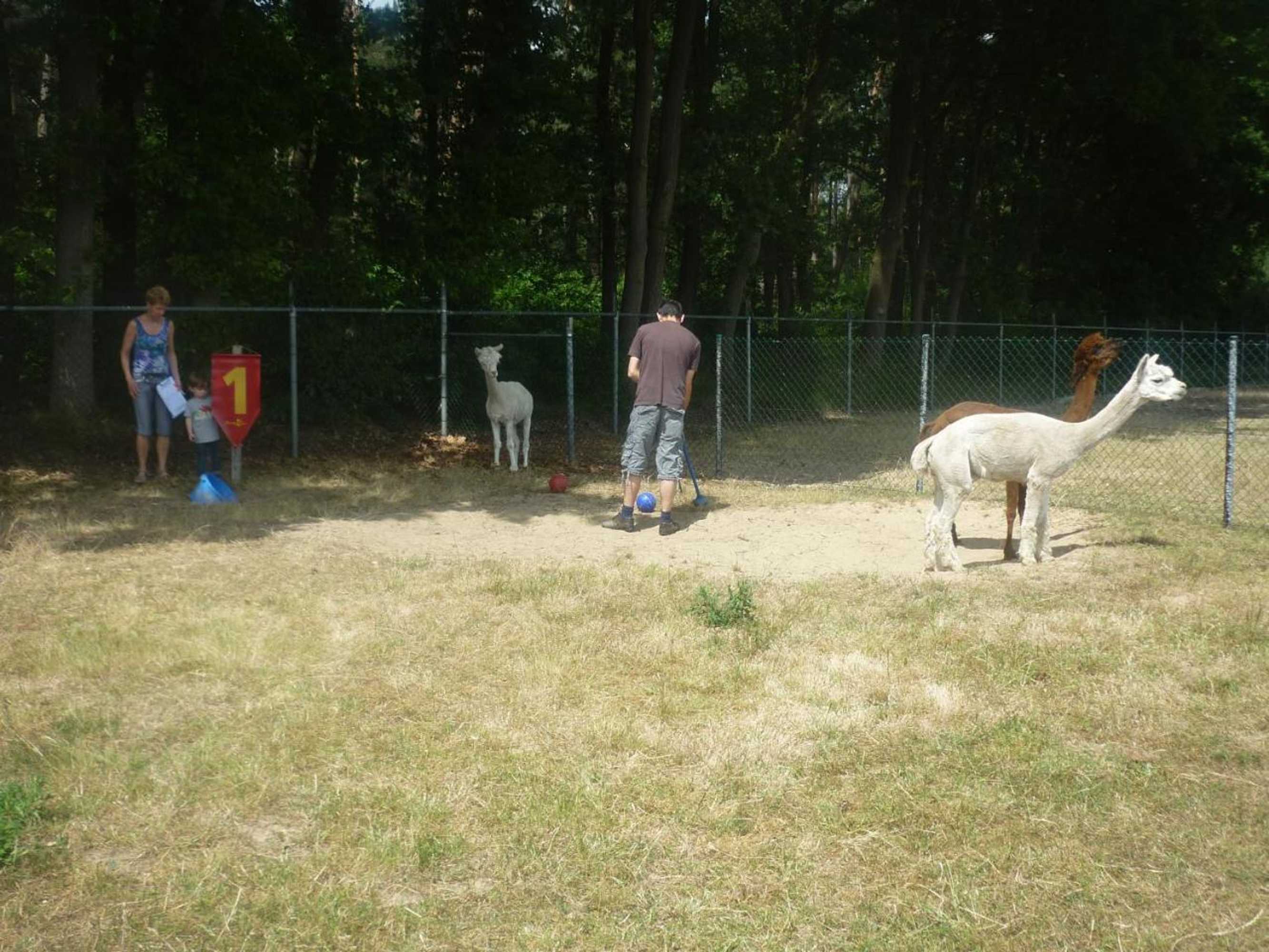 Gift card for De Alpacaboerderij