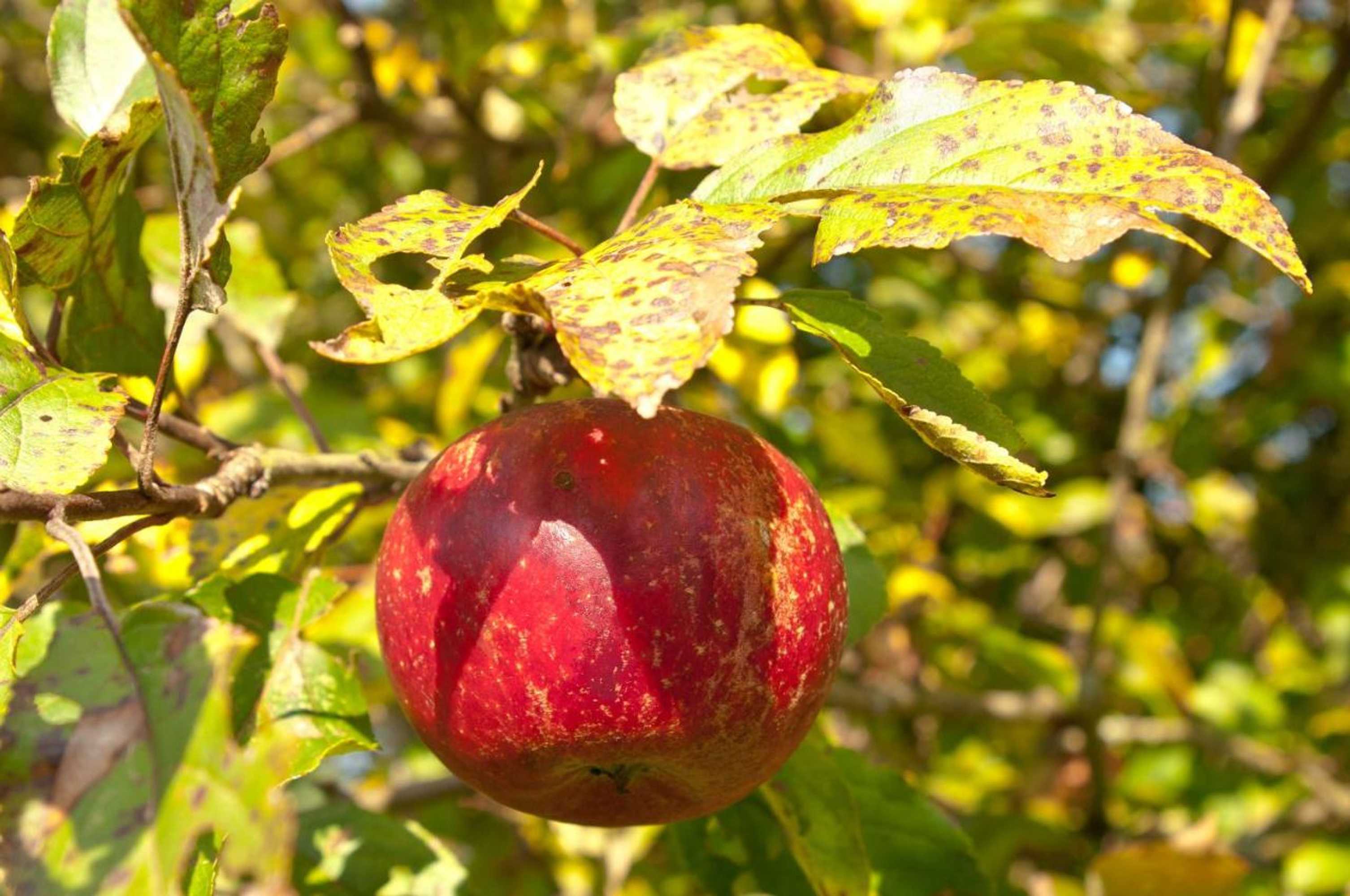 Gift card for Bed And Breakfast De Violier