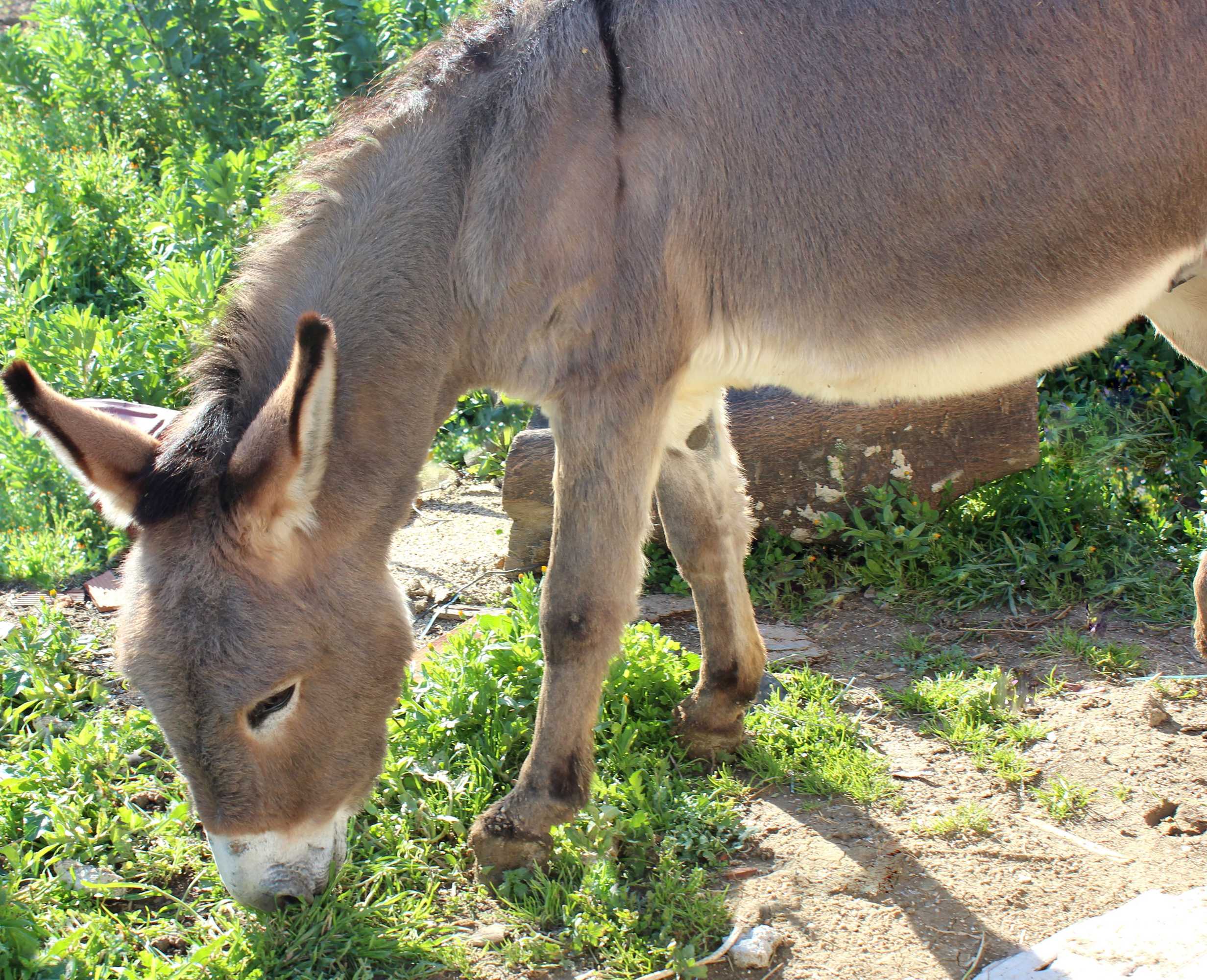Gift card for Agriturismo La Casa di Bacco