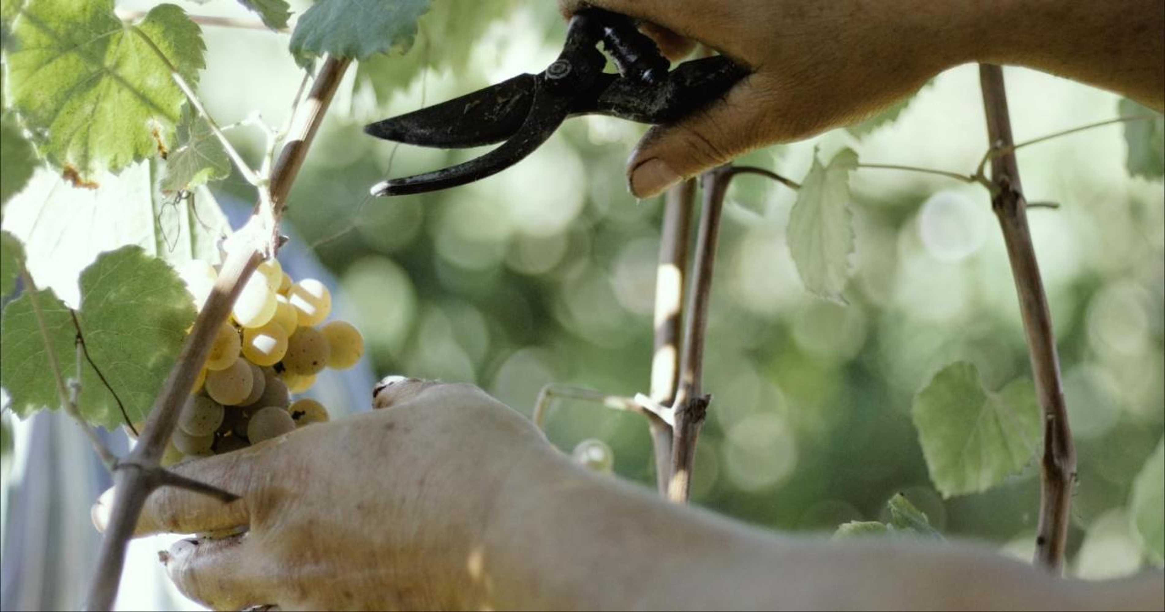 Gift card for Quinta de Lourosa