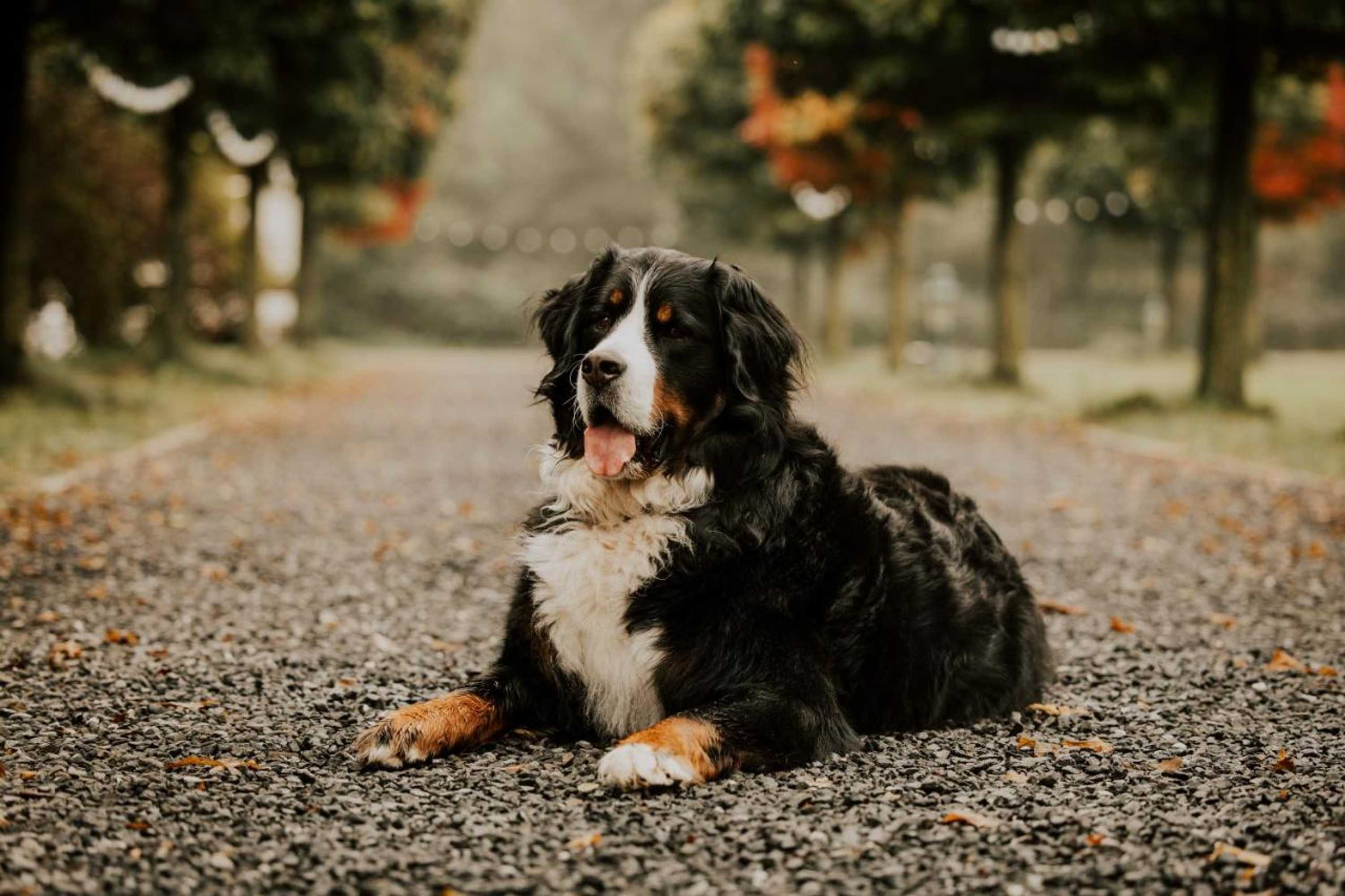 Gift card for Haus am See - Gochness