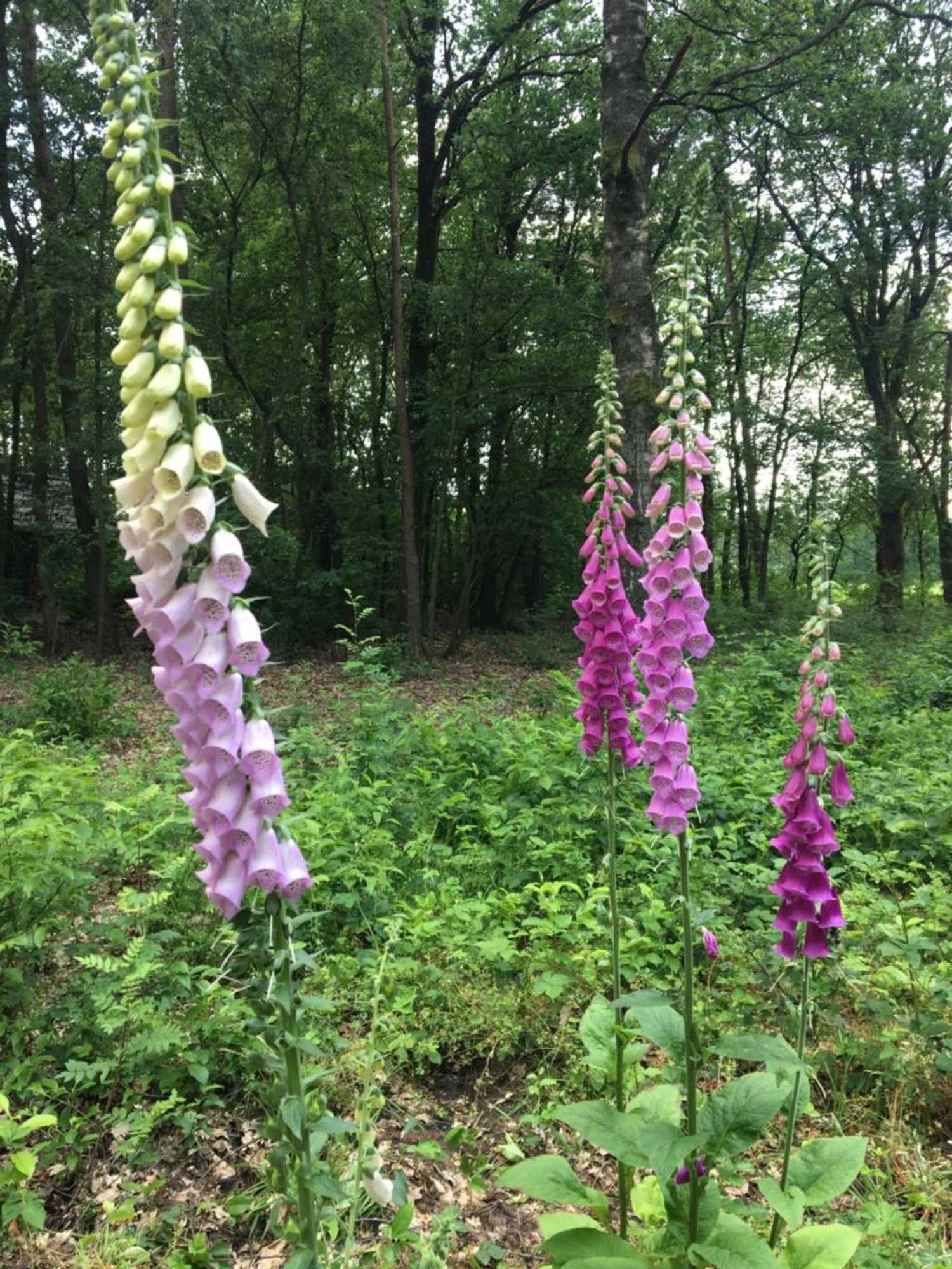 Gift card for 't Aarthuis